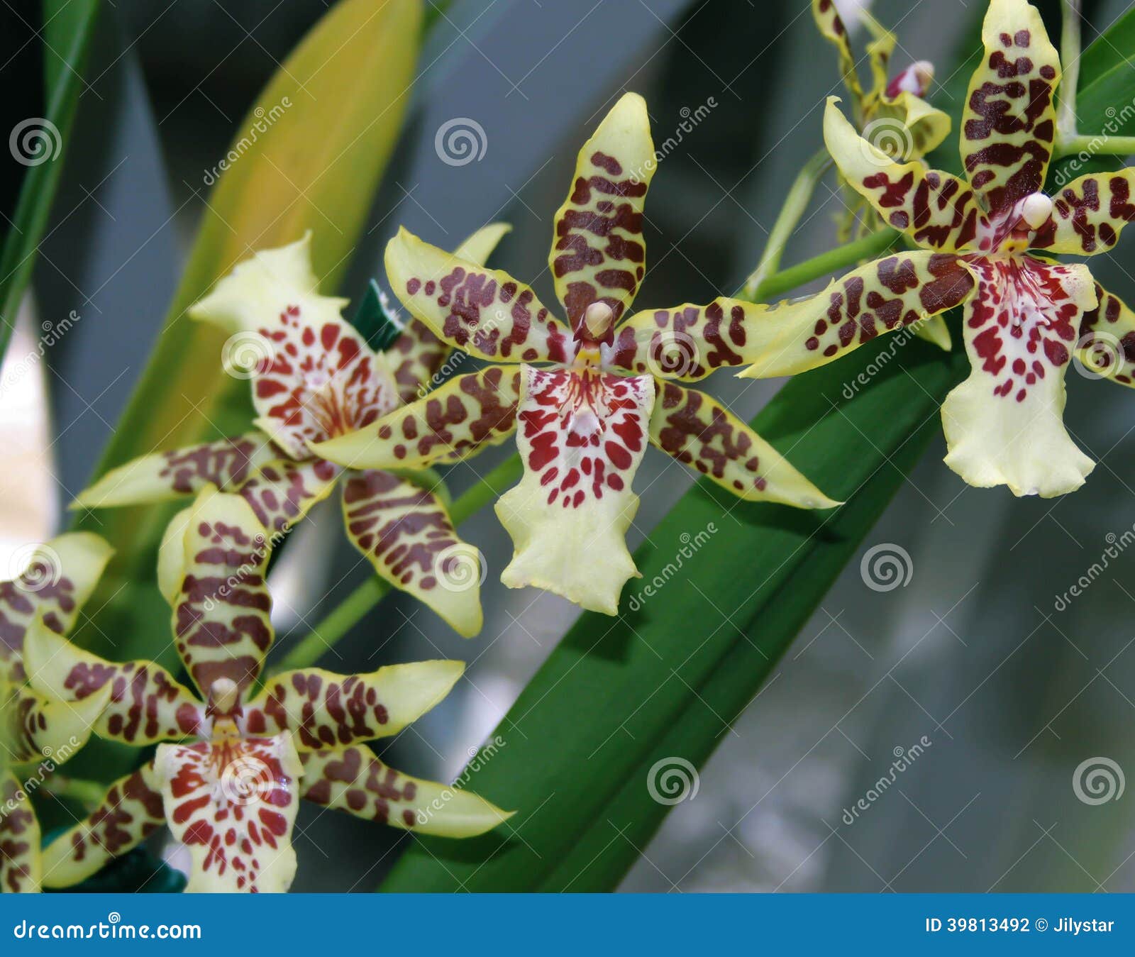 Orquídea roxa e verde foto de stock. Imagem de pétala - 39813492