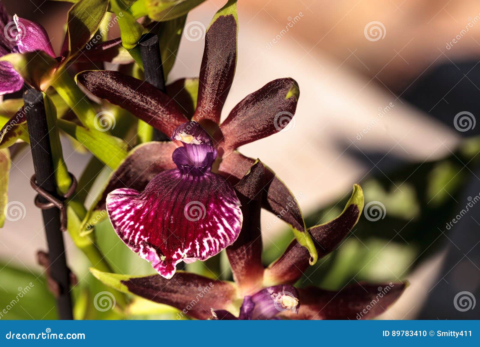 Orquídea Roxa E Verde, Espécie De Zygopetalum Foto de Stock - Imagem de  dezenas, fundo: 89783410