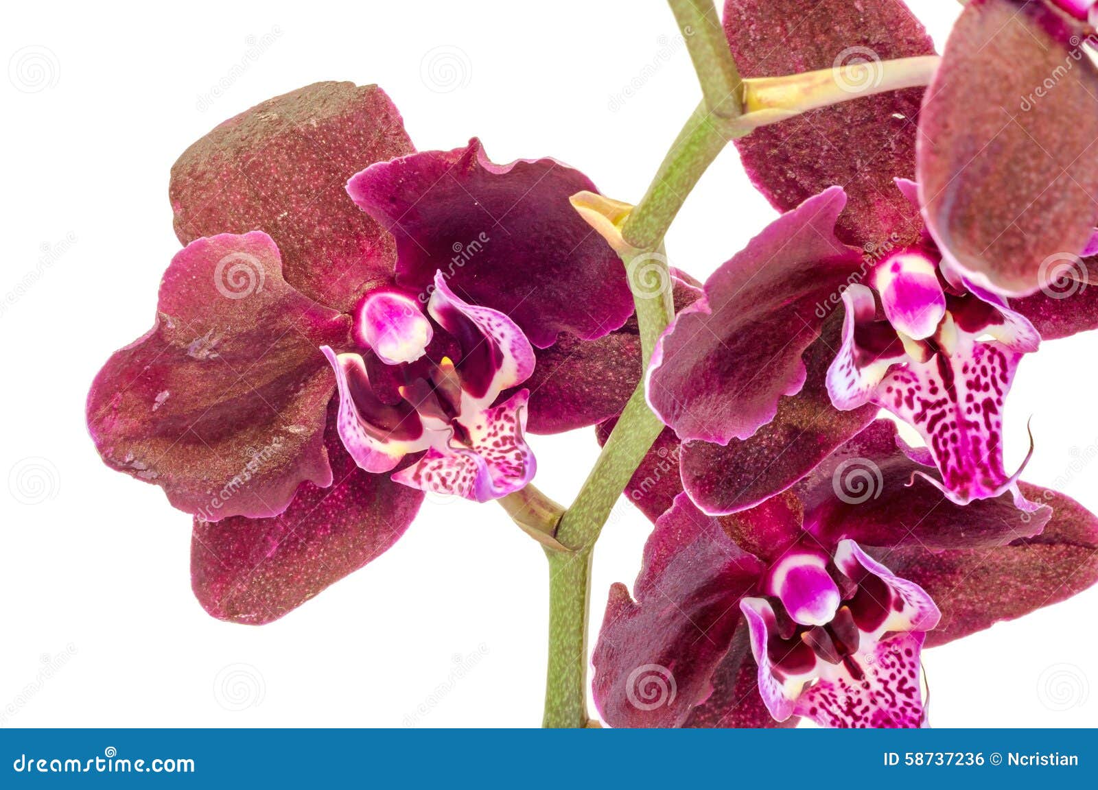 A Orquídea Roxa Escura Do Ramo Floresce Com Folhas Verdes, Orchidaceae,  Phalaenopsis Conhecido Como a Orquídea De Traça, Phal Abr Foto de Stock -  Imagem de abreviado, incandescer: 58737236