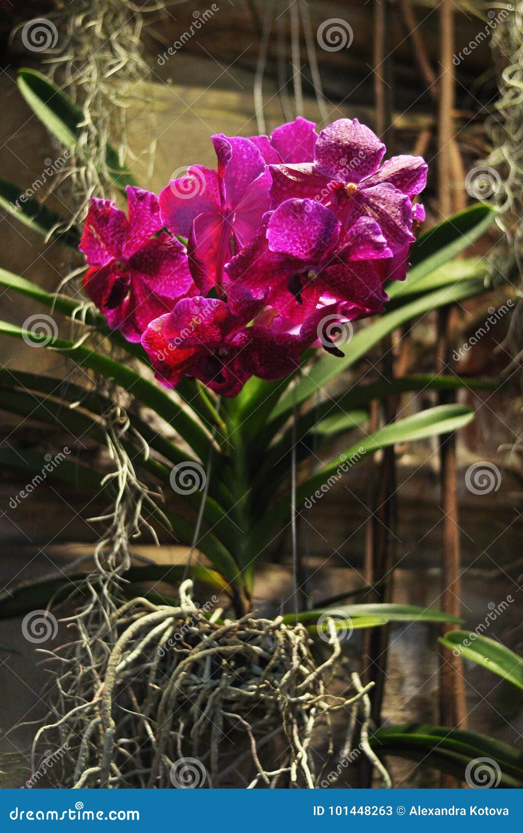 Orquídea Roxa Escura Vanda Na Parede Do Concreate Imagem de Stock - Imagem  de plantas, escuro: 101448263