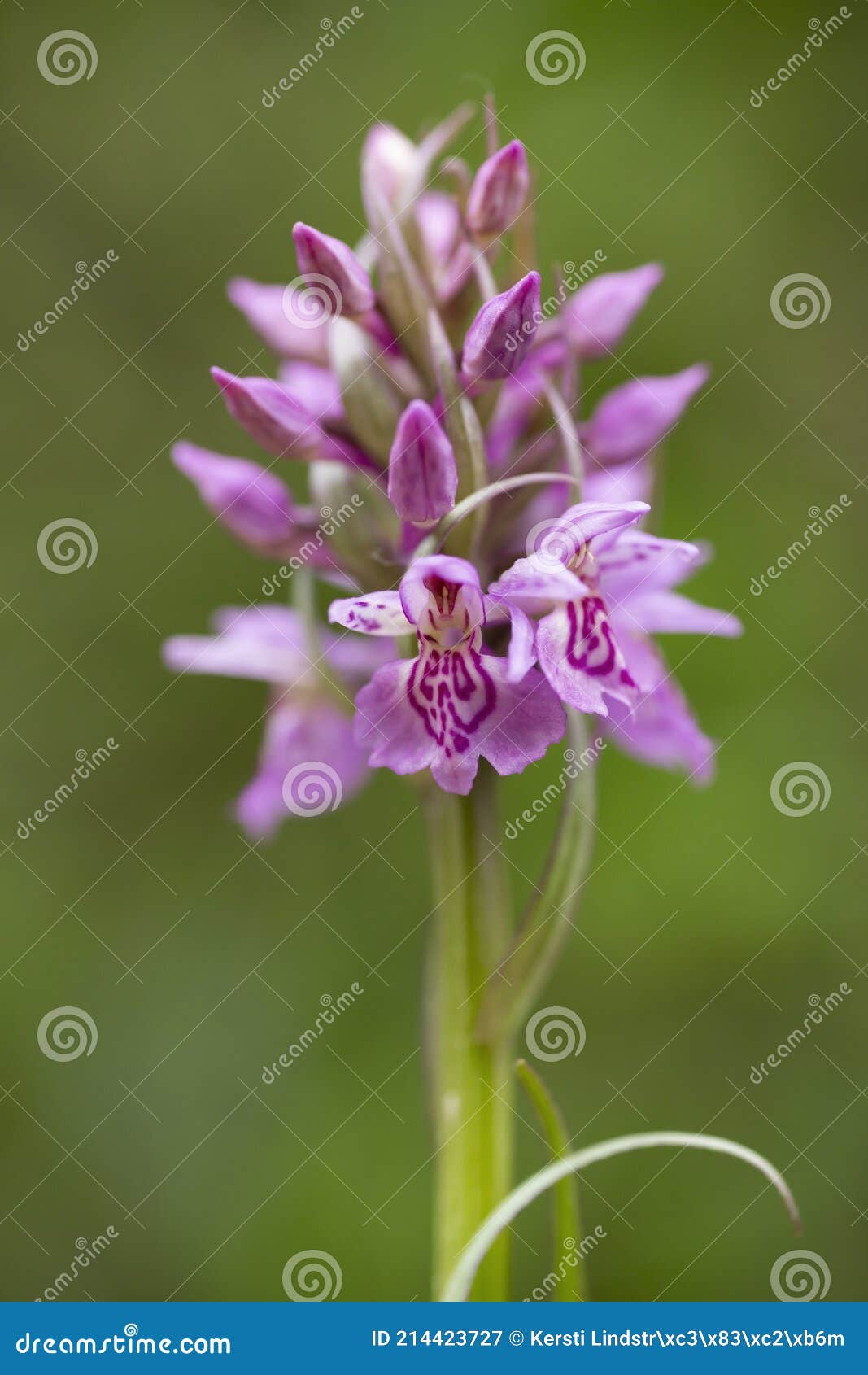 Orquídea Selvagem Roxa Floresce Durante O Verão Imagem de Stock - Imagem de  violeta, pétala: 214423727