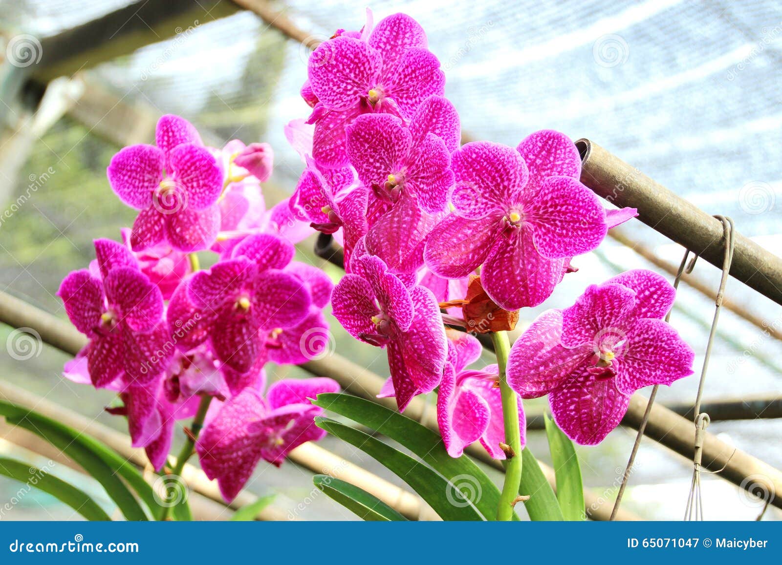 Orquídea tailandesa imagen de archivo. Imagen de flora - 65071047