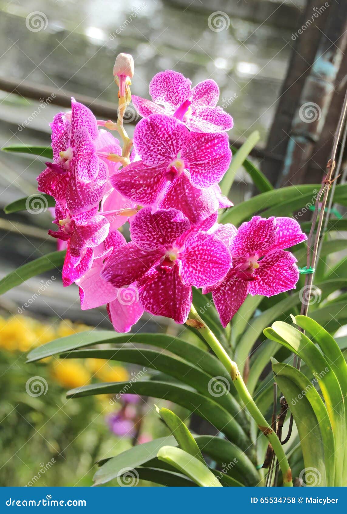 Flor De Orquídeas Naturales En El Jardín Orquídeas Tailandesas