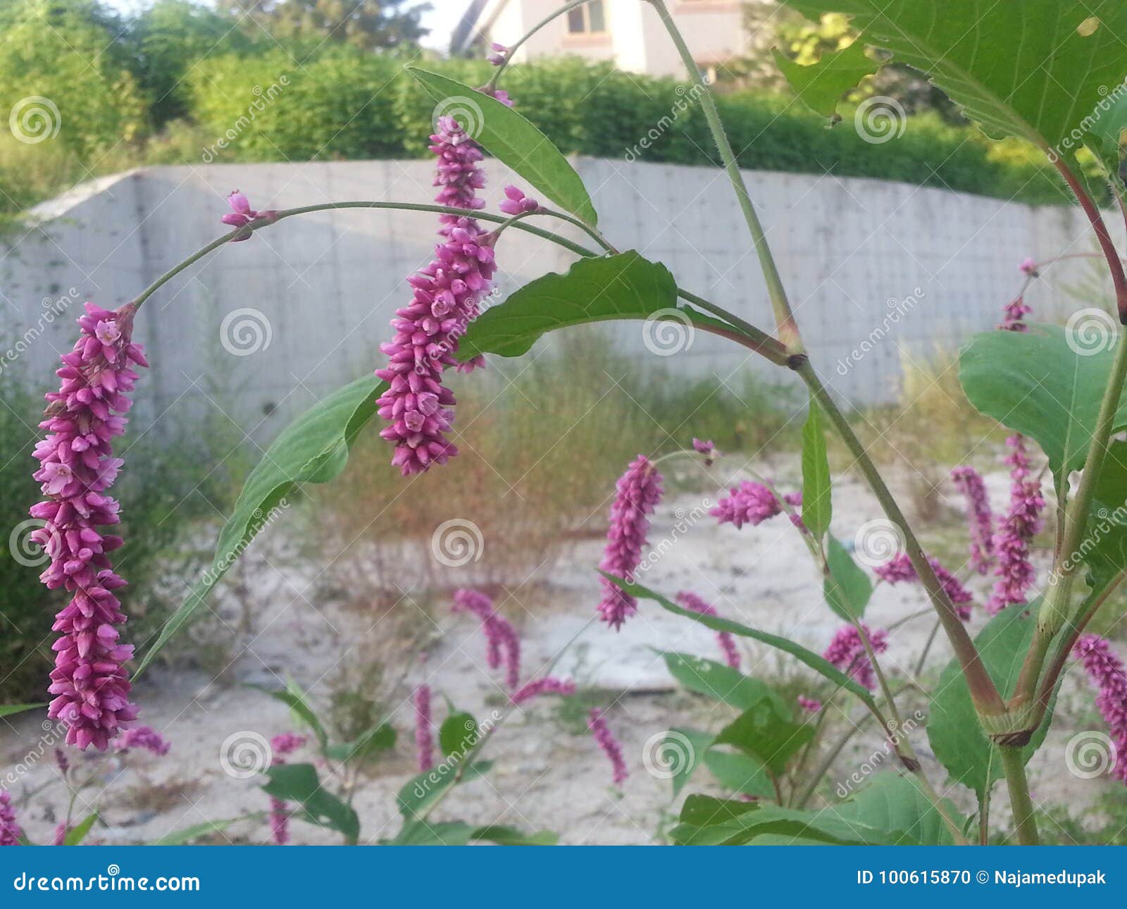 Orquídea Tailandesa Cor-de-rosa Roxa Da Haste Longa Foto de Stock - Imagem  de nave, beleza: 100615870