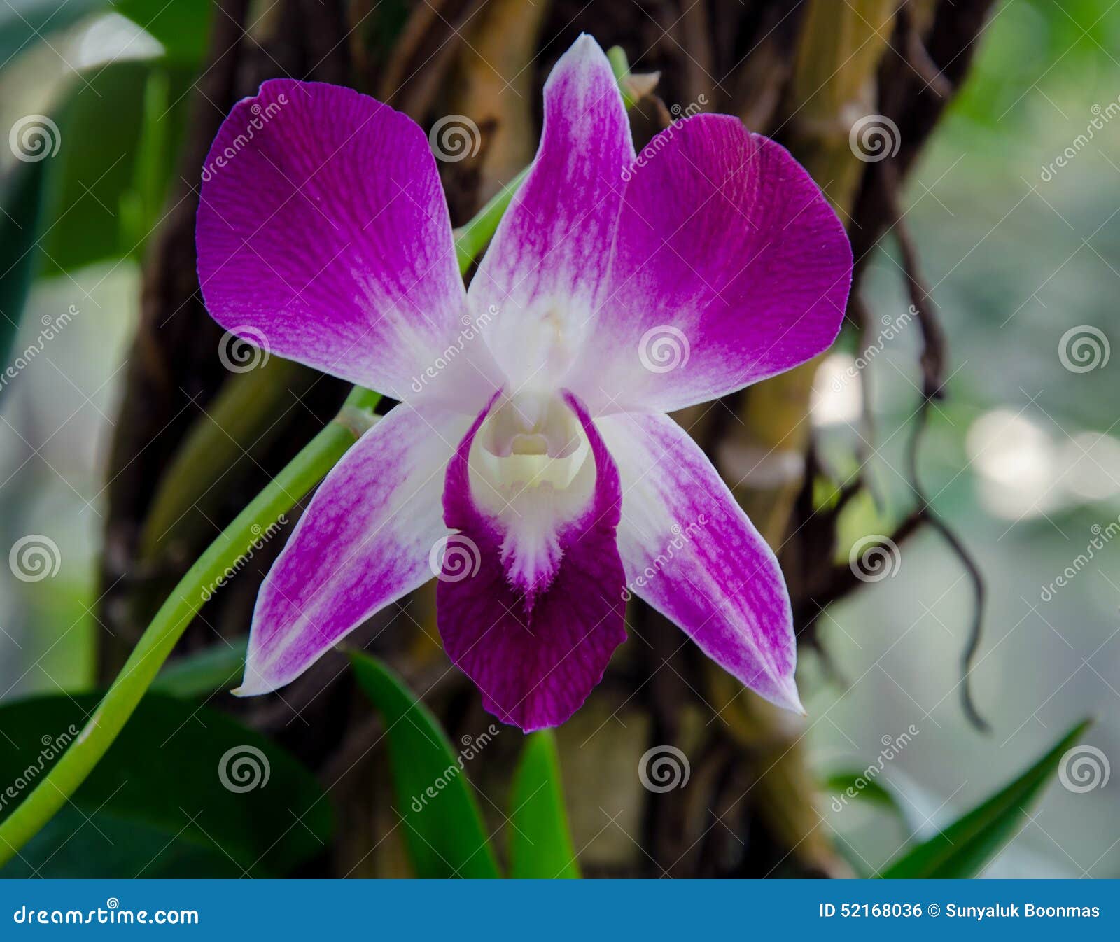 Orquídea Tailandesa Violeta Foto de archivo - Imagen de tailandés, cultura:  52168036