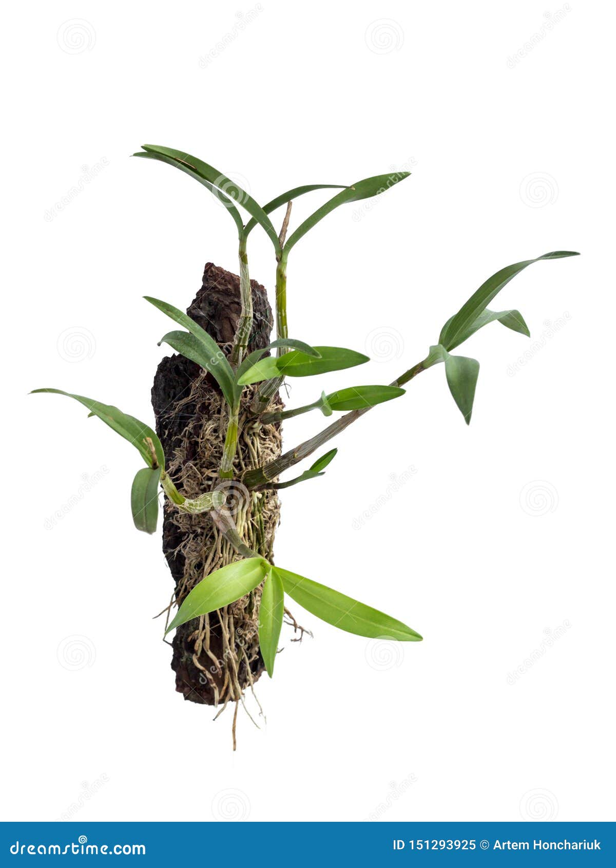 Orquídea, Uma Planta Da Orquídea Da Família, Plantada Em Uma Parte De  Madeira, Isolada No Fundo Branco Planta Epiphytic Em Um Bra Imagem de Stock  - Imagem de nave, musgo: 151293925