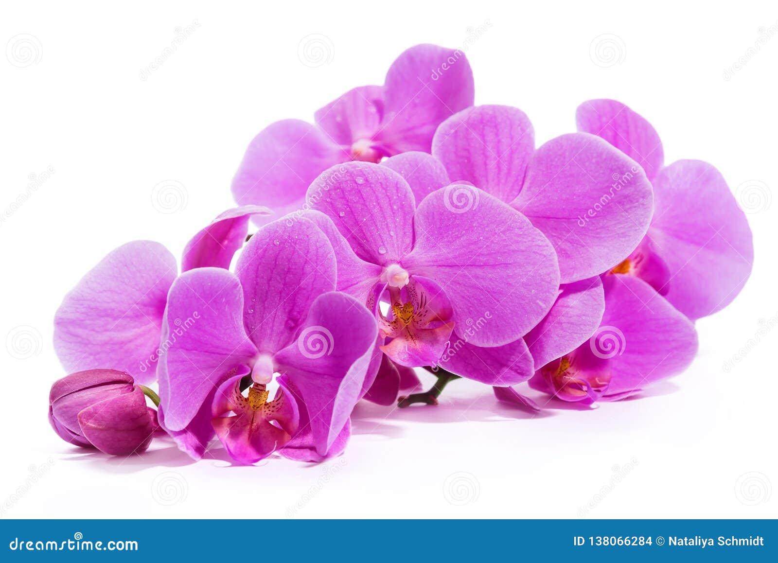 Orquídea Una Rama De Orquídeas Rosadas Foto de archivo - Imagen de violeta,  aislante: 138066284