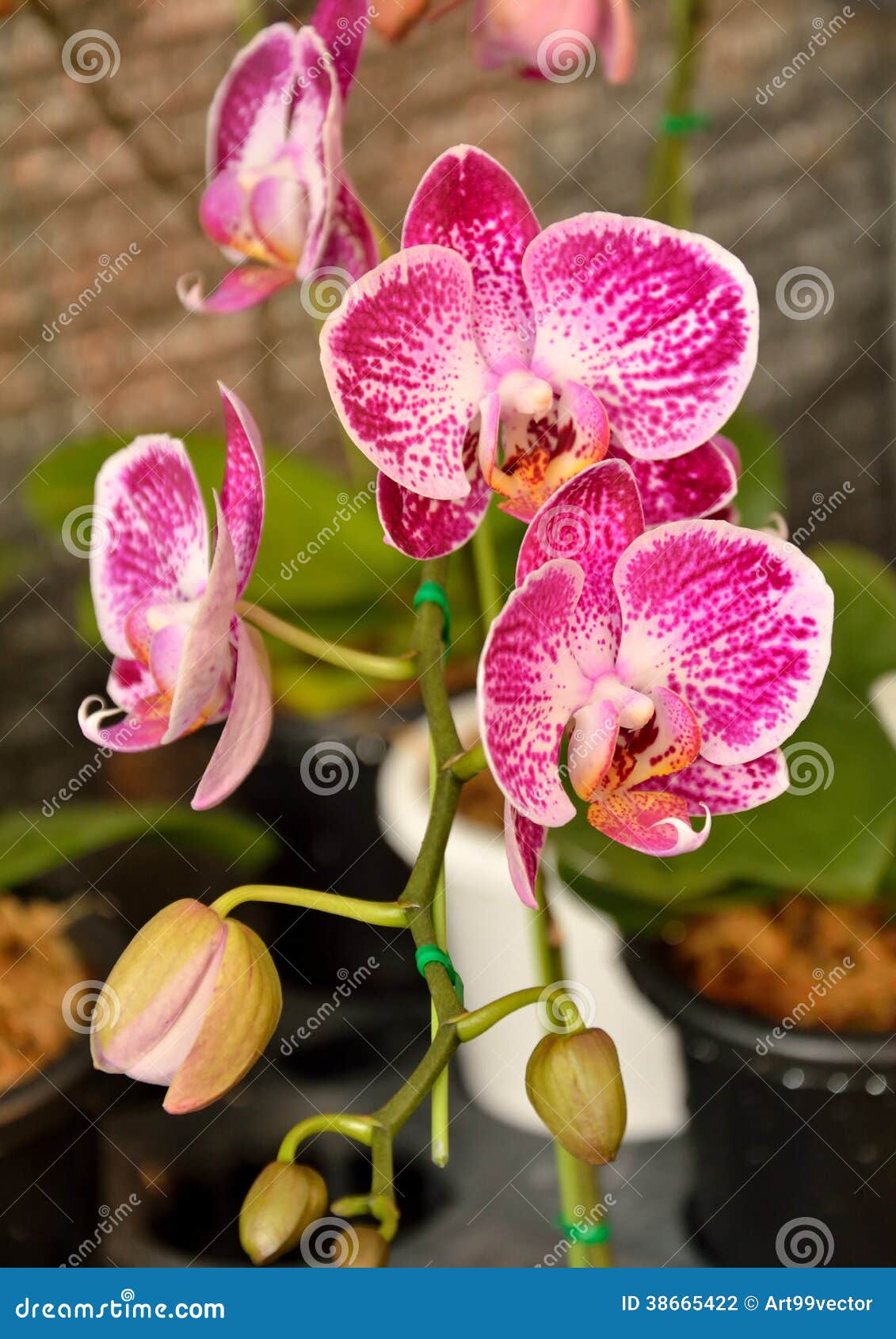 Orquídea Vanda cor-de-rosa foto de stock. Imagem de flores - 38665422