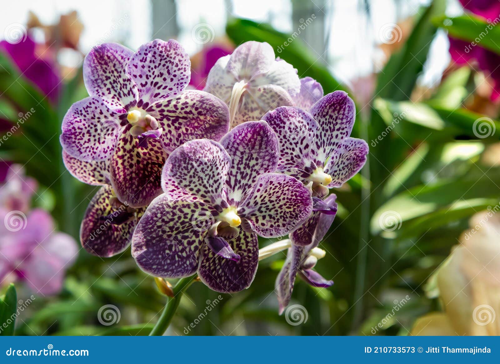 Orquídea Vanda Flores Púrpura Con Manchas Blancas Cultivadas En Un  Invernadero Imagen de archivo - Imagen de postal, flor: 210733573