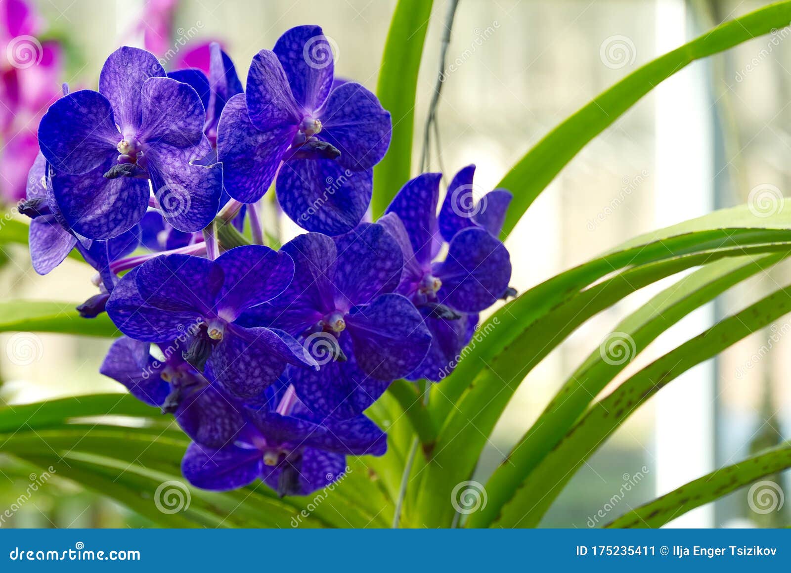 Orquídea Vanda Jones Azul. Vanda Es Un Género De La Familia De Las  Orquídeas Imagen de archivo - Imagen de ramo, hoja: 175235411