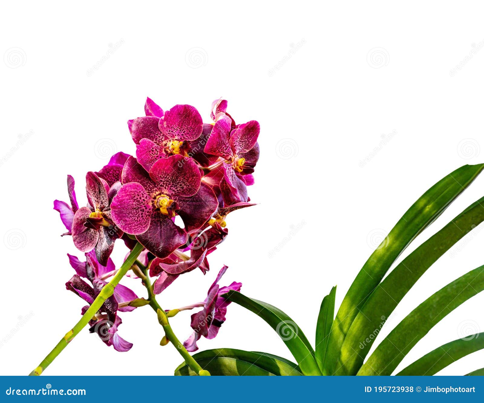Orquídea Vanda Sanderiana Considerada Rainha Da Filipina Foto de Stock -  Imagem de bonito, floral: 195723938