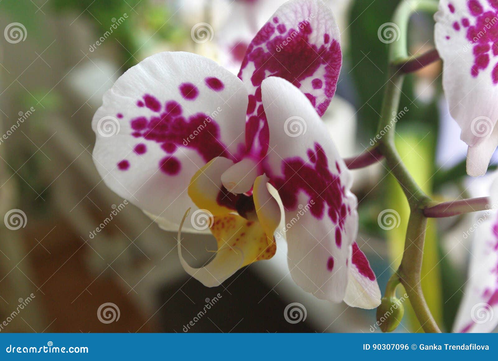 Orquídea Variegated, Branca E Roxa Do Phalaenopsis Da Flor Perto Do Foto de  Stock - Imagem de jardim, necessidades: 90307096