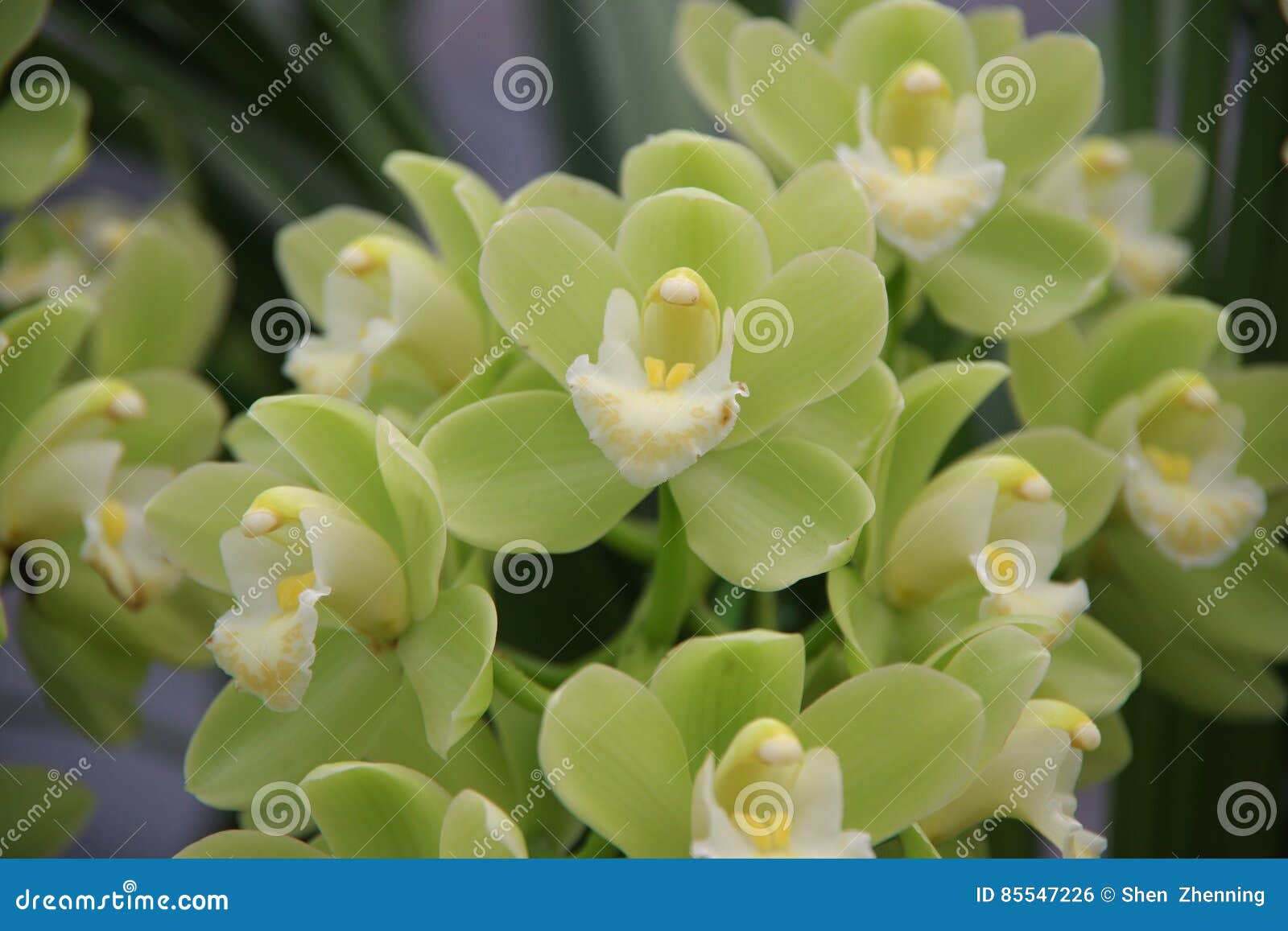 Orquídea verde foto de archivo. Imagen de flores, ornamental - 85547226