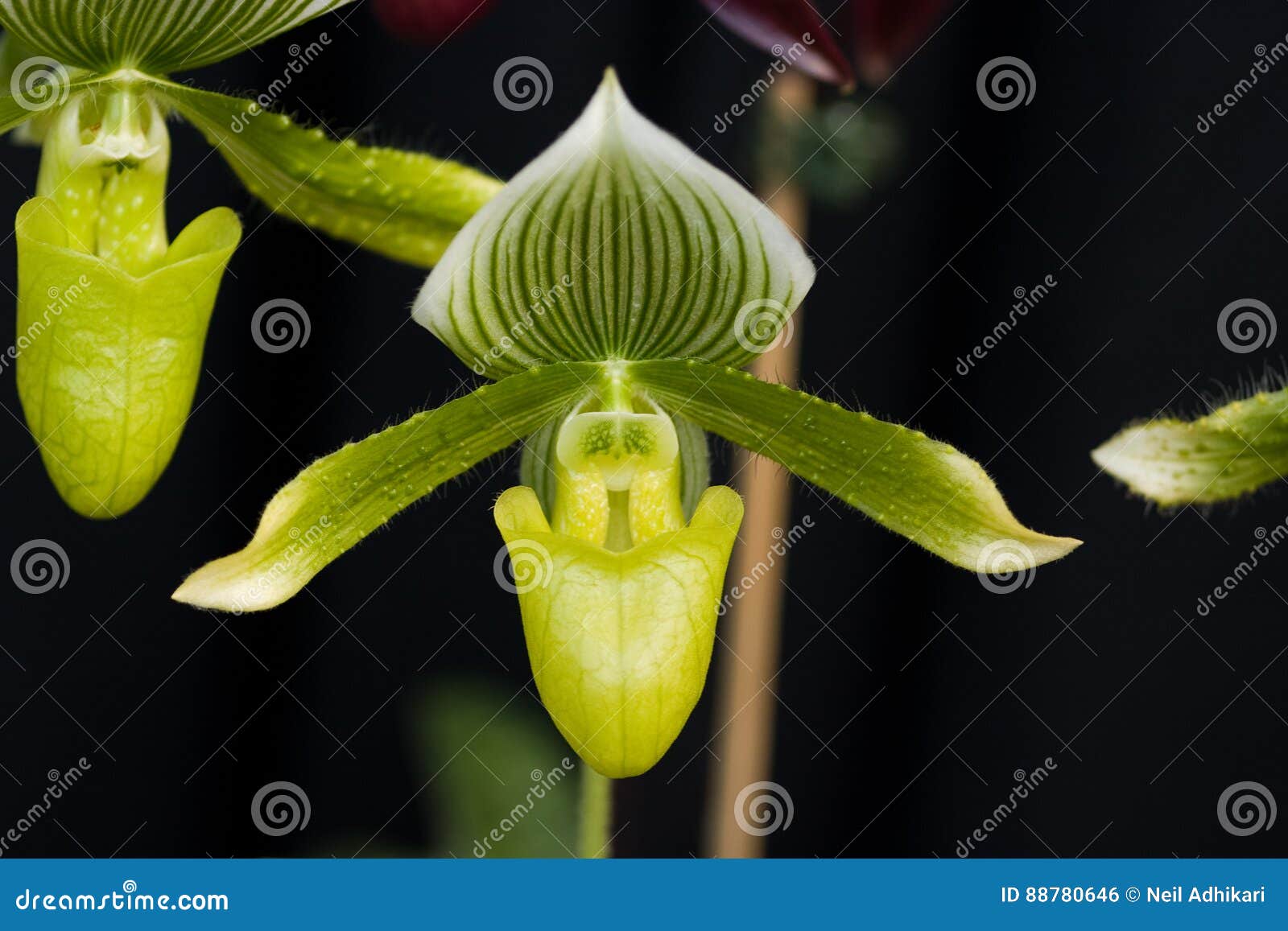 Orquídea Verde De La Jarra, Rara Foto de archivo - Imagen de extranjero,  cubo: 88780646