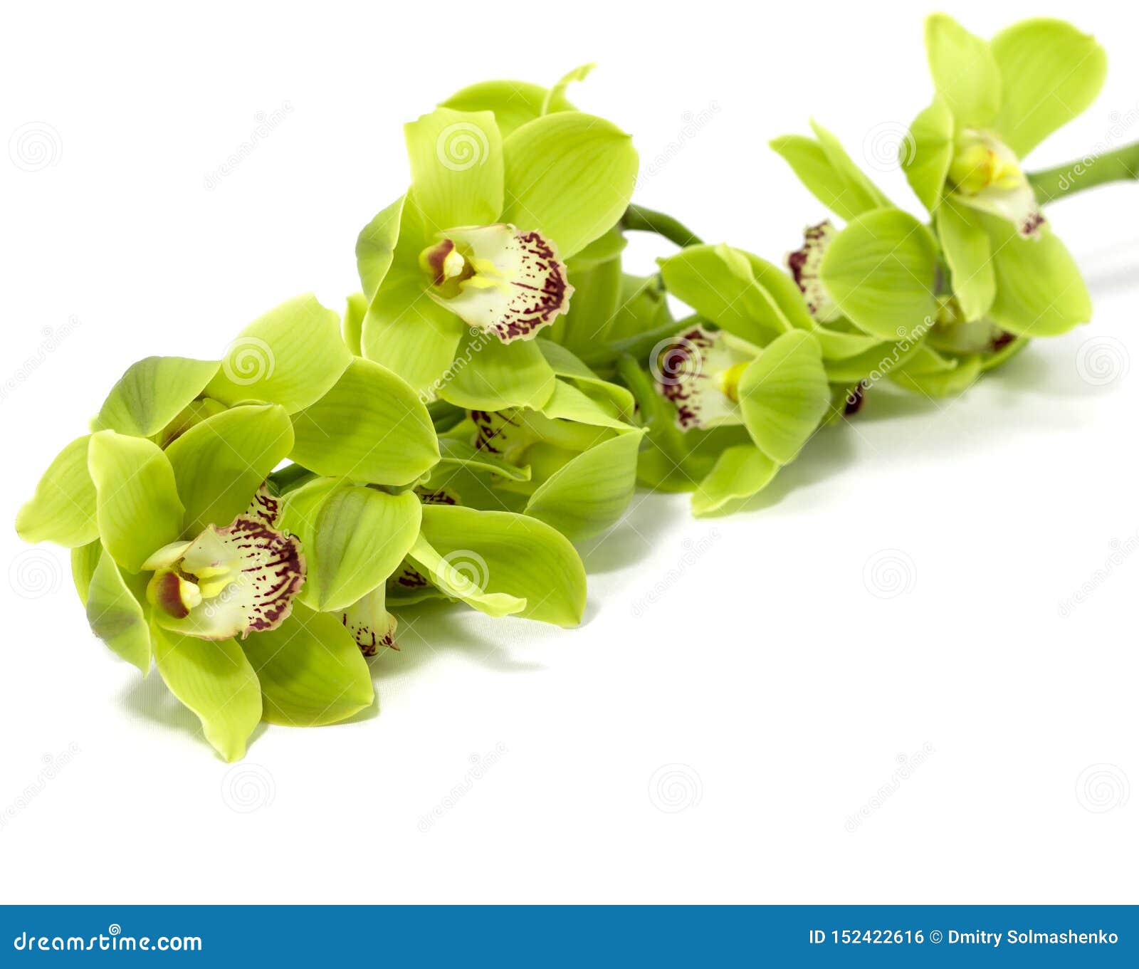 Orquídea Verde Del Cymbidium En El Fondo Blanco Foto de archivo - Imagen de  fondo, color: 152422616