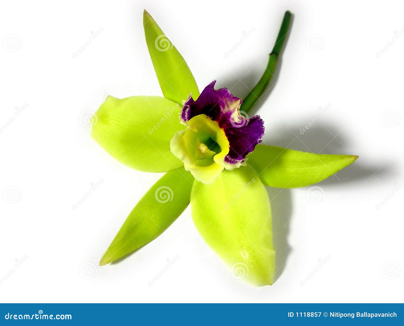 Orquídea verde e roxa imagem de stock. Imagem de florescer - 1118857