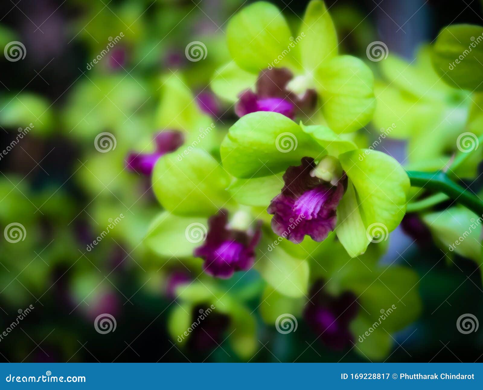 Orquídea Verde E Roxa No Jardim Das Flores Imagem de Stock - Imagem de  fresco, fofofo: 169228817