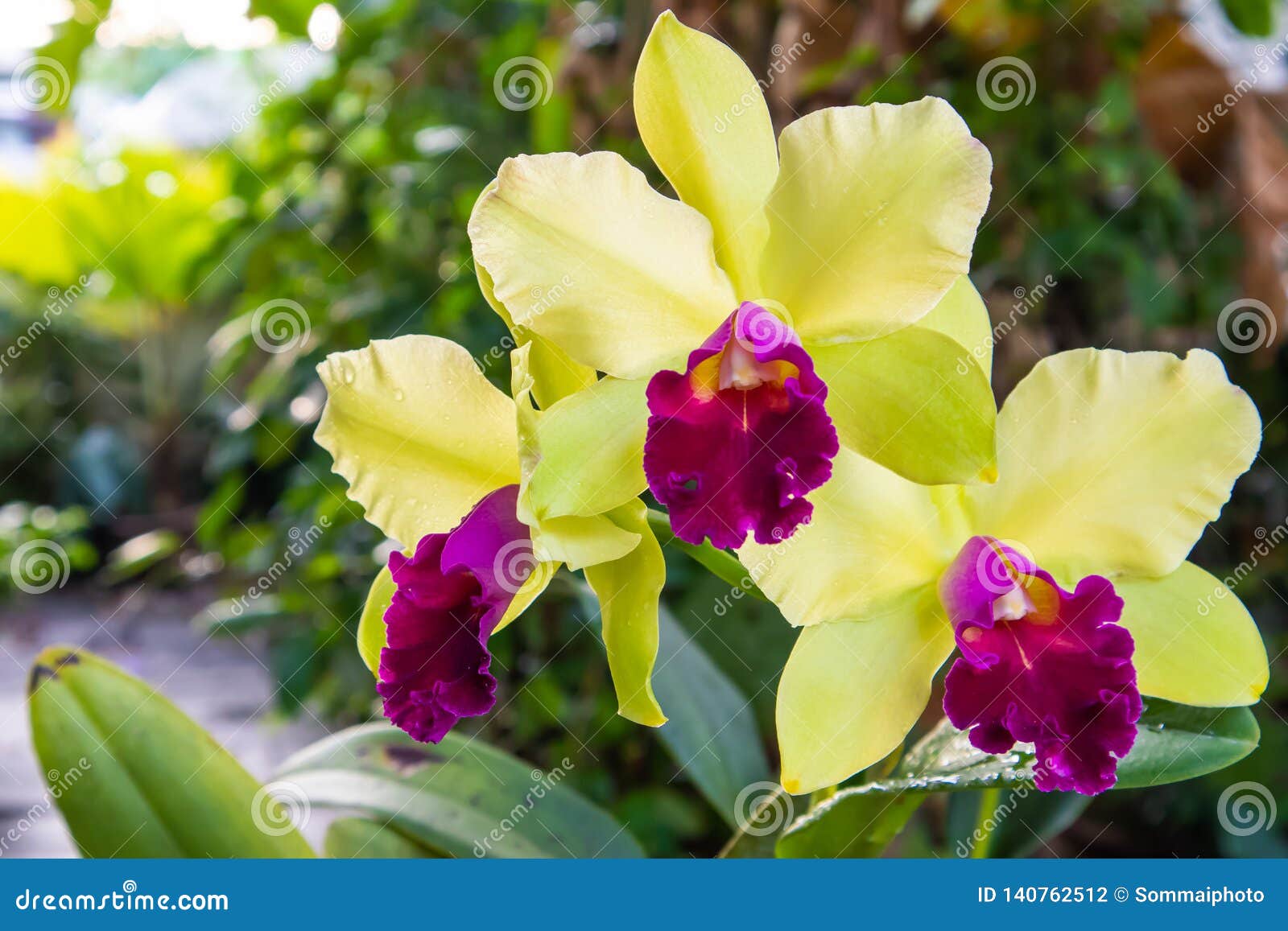 Orquídea Verde Y Roja Del Cattleya En Luz Natural Foto de archivo - Imagen  de resorte, cubo: 140762512