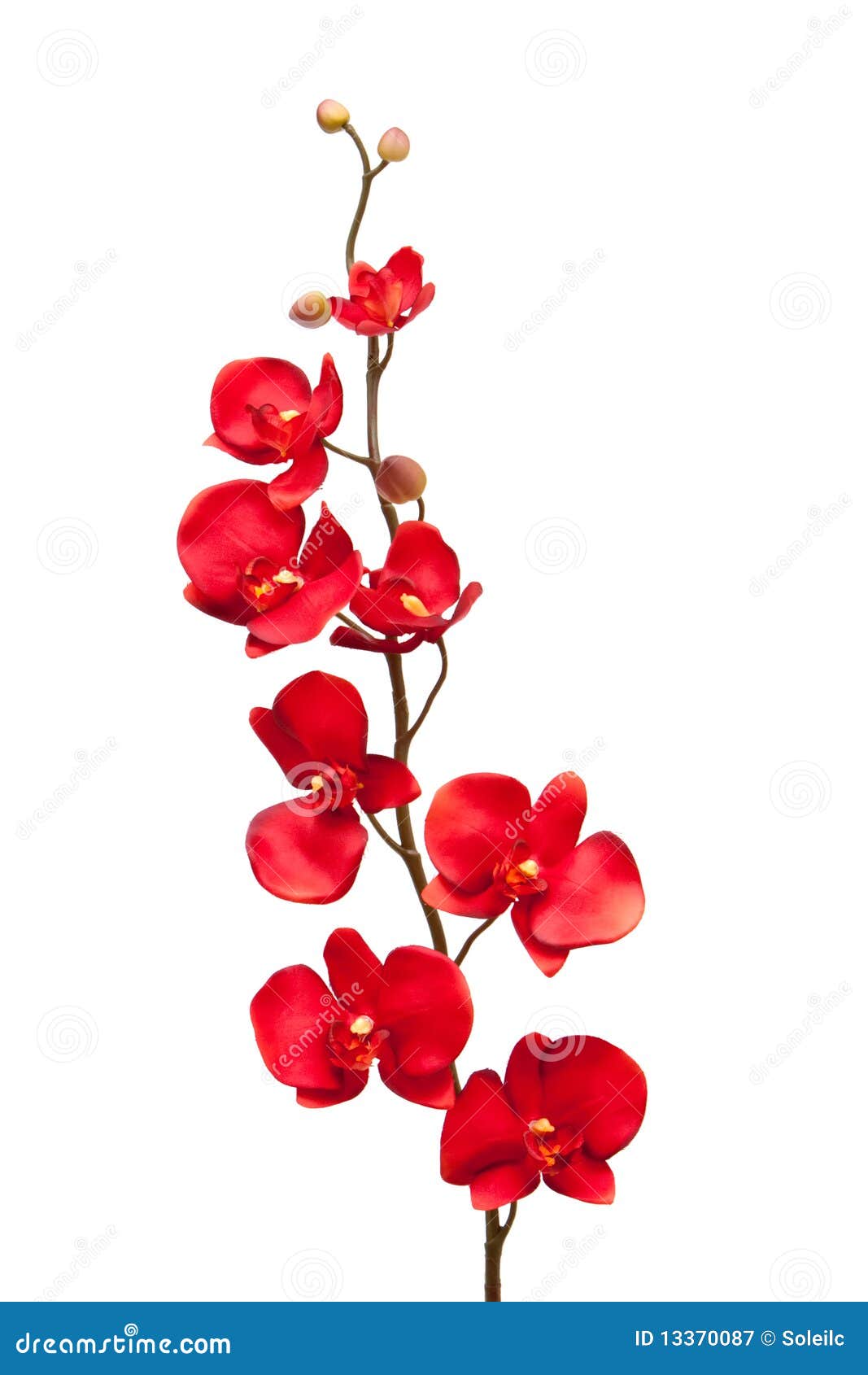 Orquídea vermelha imagem de stock. Imagem de flor, bonito - 13370087