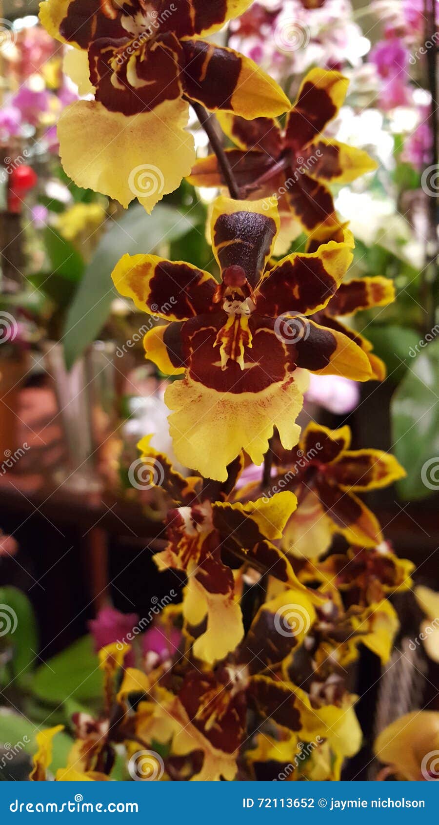 Orquídea vermelha amarela foto de stock. Imagem de amarelo - 72113652