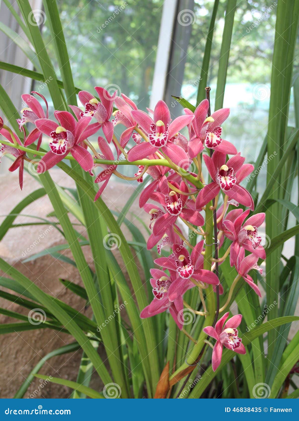 Orquídea Vermelha (Cymbidium Híbrido) Imagem de Stock - Imagem de flor,  floral: 46838435