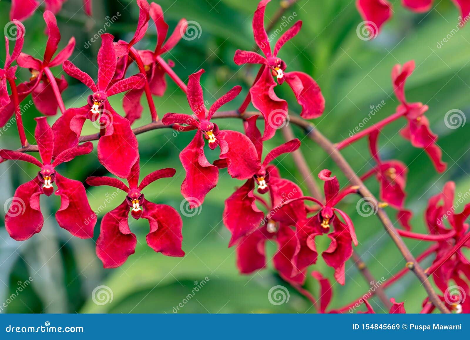 Orquídea Vermelha De Renanthera Com Fundo De Bokeh E Luz Natural Imagem de  Stock - Imagem de verde, tais: 154845669