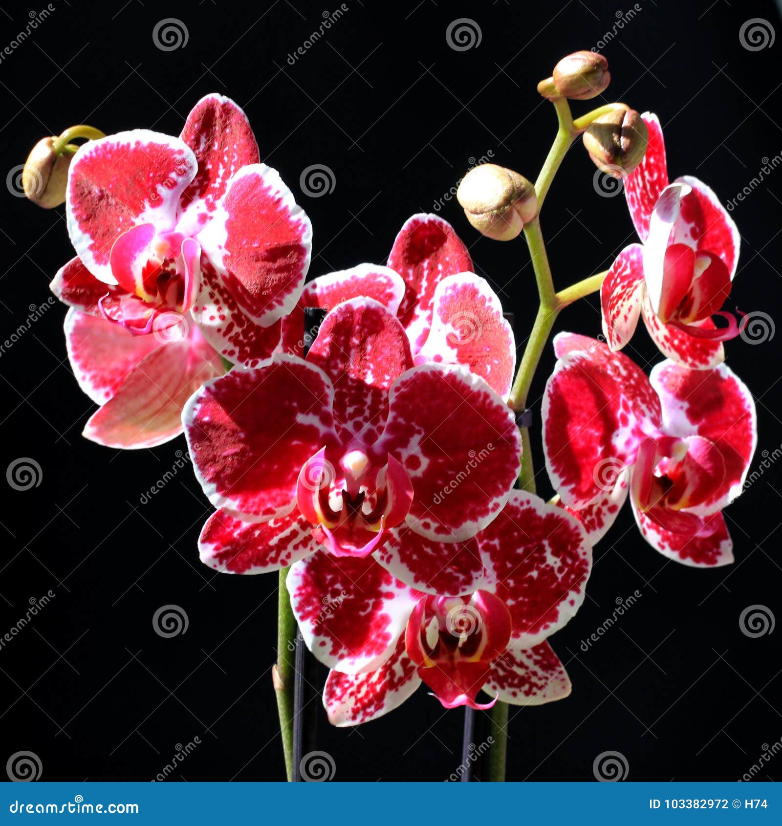 Orquídea vermelha e branca foto de stock. Imagem de fundo - 103382972