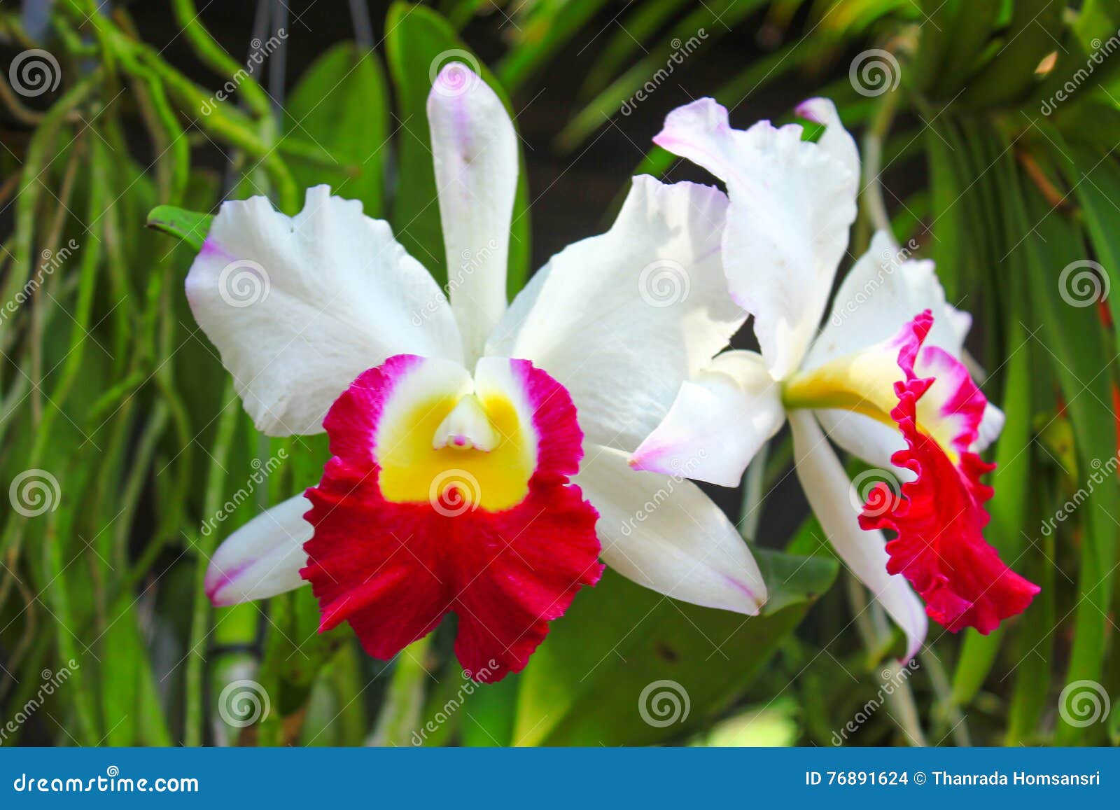 Orquídea vermelha e branca foto de stock. Imagem de silêncio - 76891624