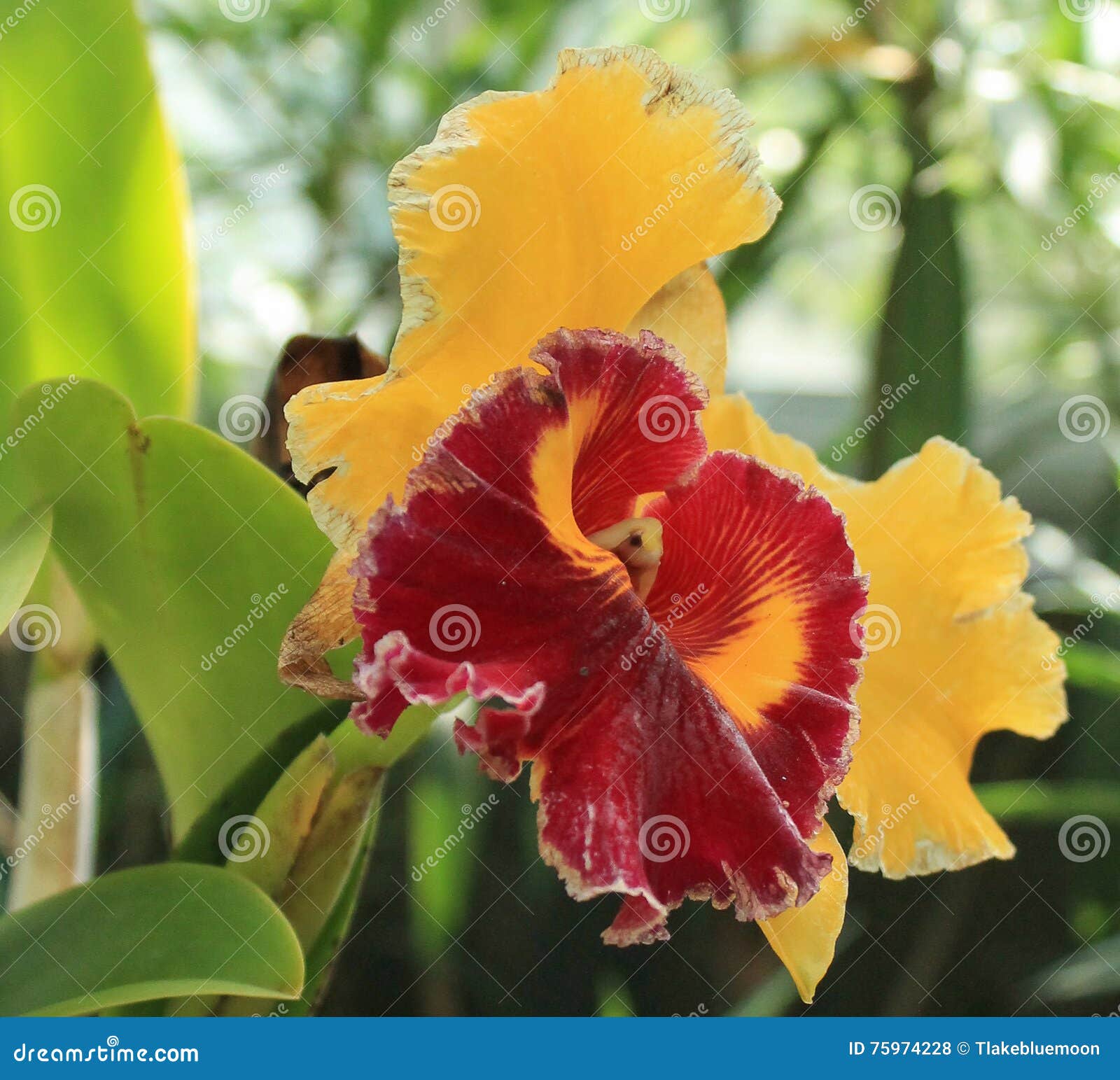 Orquídea Vermelho-amarela foto de stock. Imagem de casa - 75974228