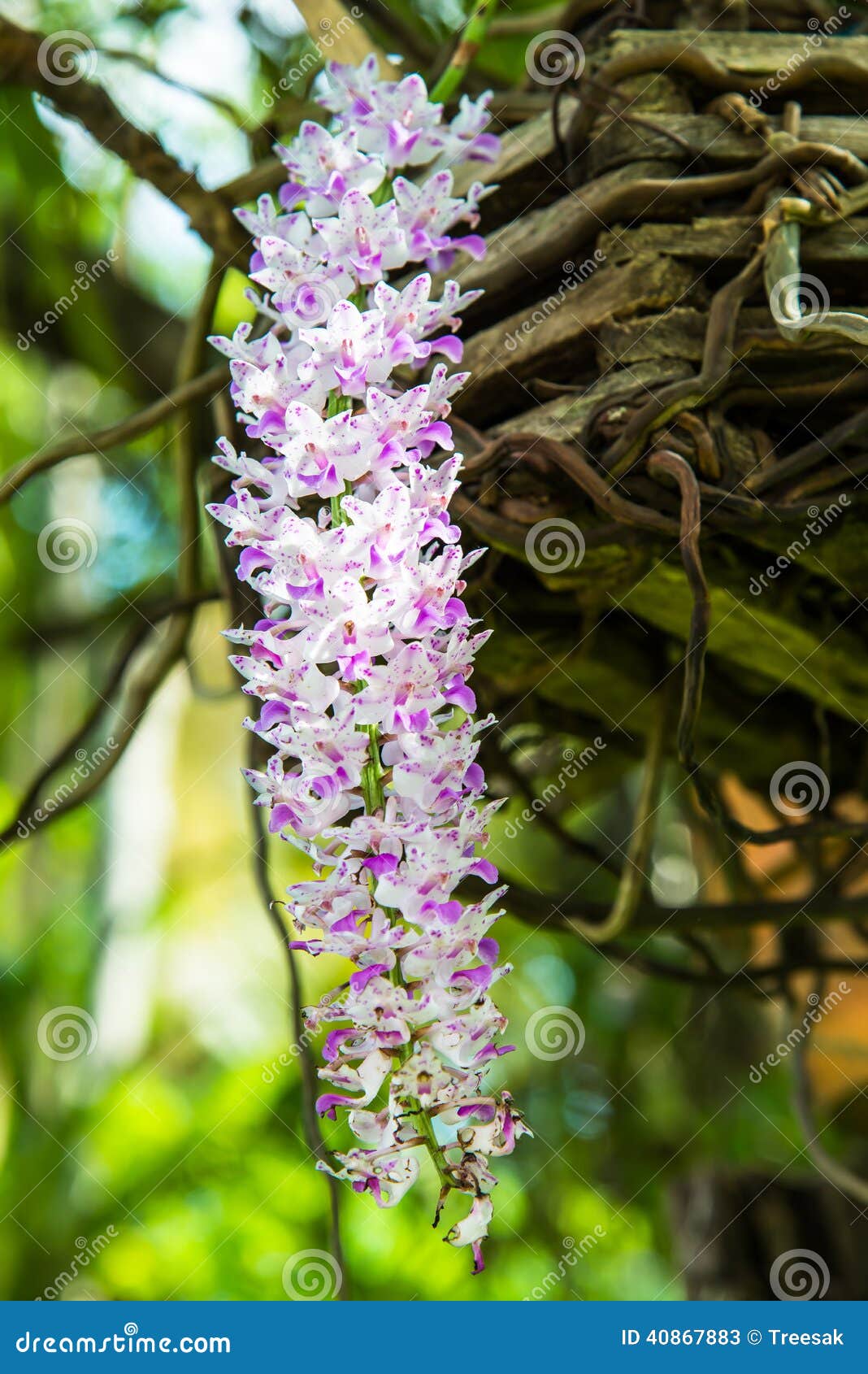 Orquídea Violeta Del Flor De La Belleza Pequeña Imagen de archivo - Imagen  de primer, belleza: 40867883