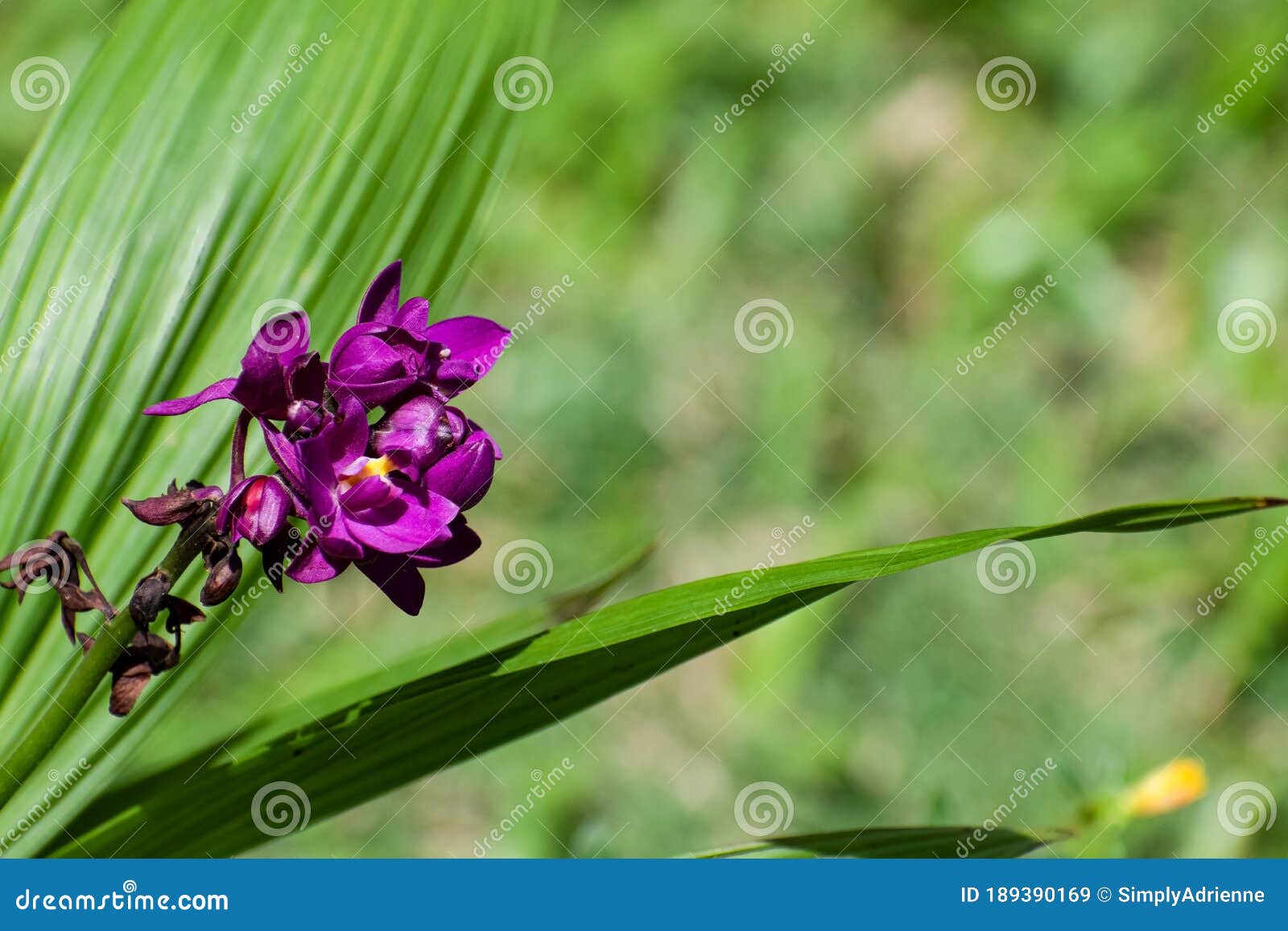 Orquídea Violeta Filipina En El Suelo O Patoglotis Plicata Con Hojas Verdes  Imagen de archivo - Imagen de afuera, planta: 189390169