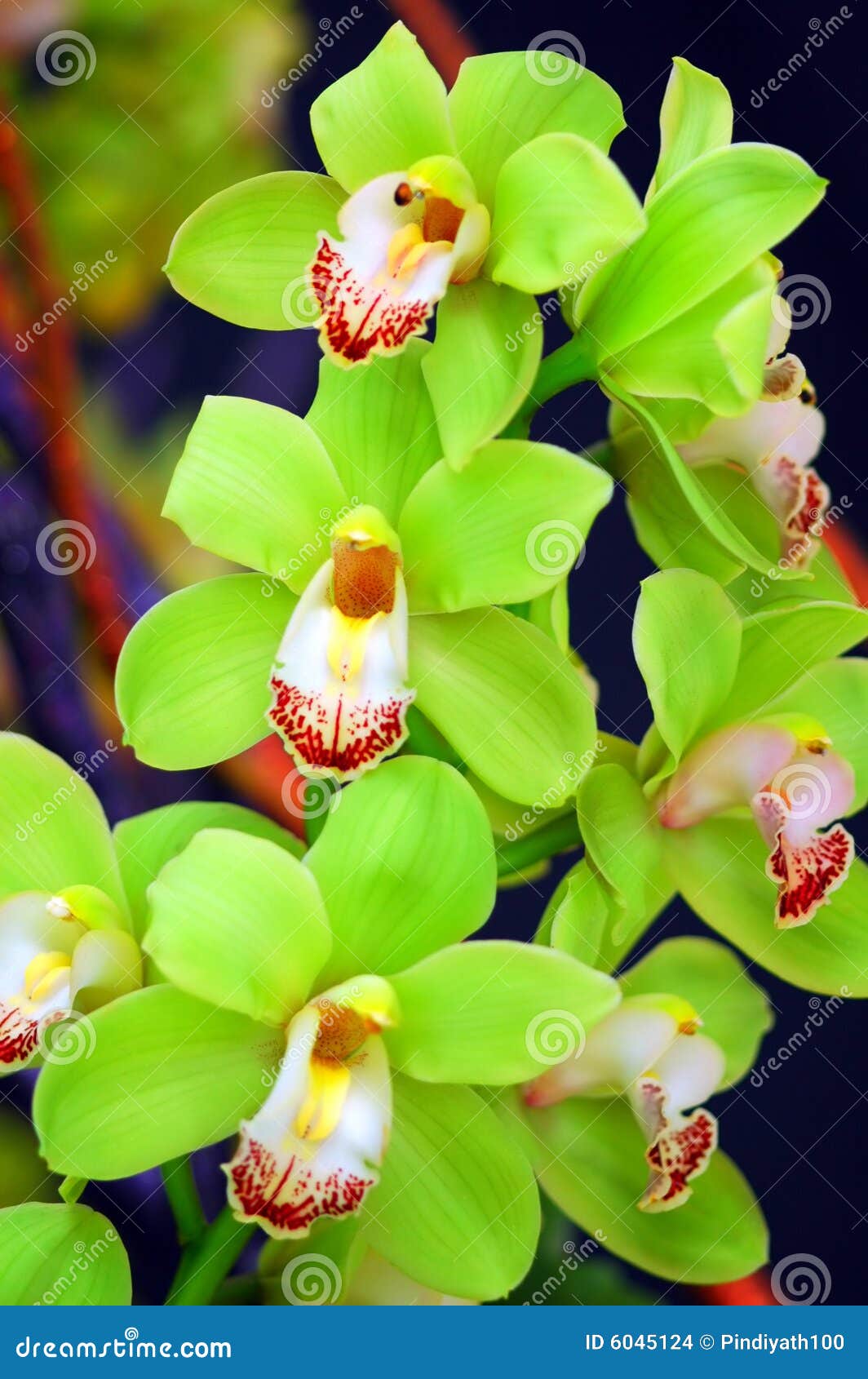 1,115 Orquídeas Verdes En Flor Fotos de stock - Fotos libres de regalías de  Dreamstime