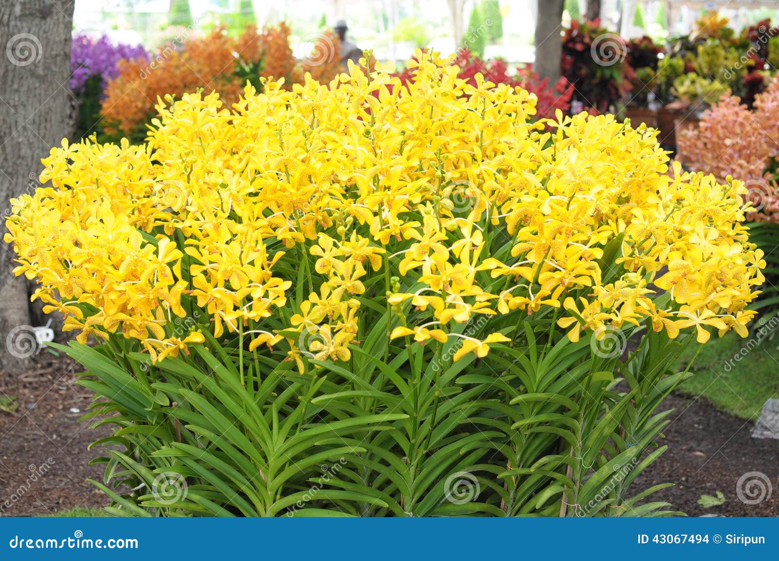 Orquídeas amarelas foto de stock. Imagem de amarelo, tailândia - 43067494