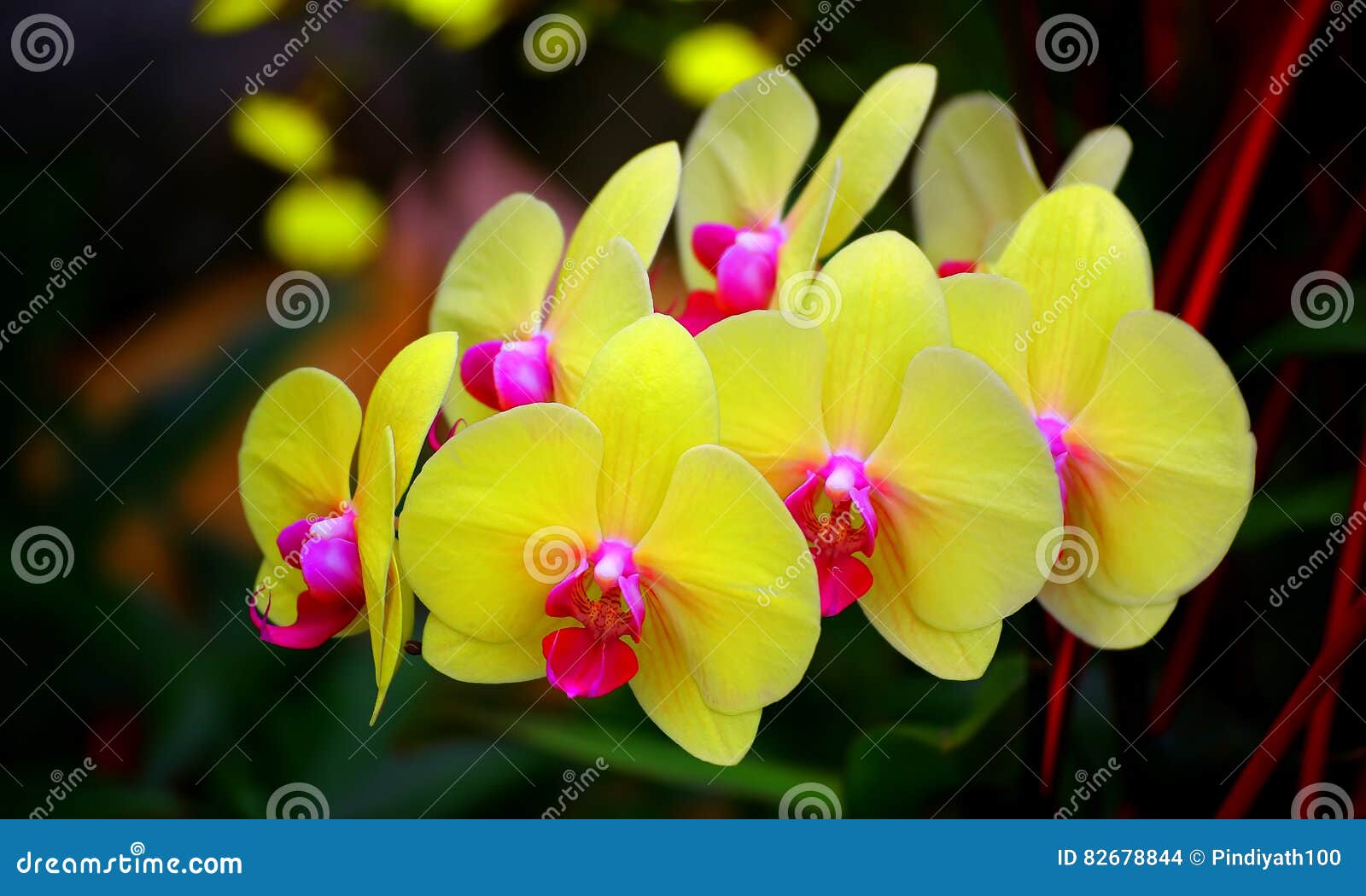 Orquídeas Amarelas Da Traça Ou Do Phalaenopsis Foto de Stock - Imagem de  grupo, naughty: 82678844