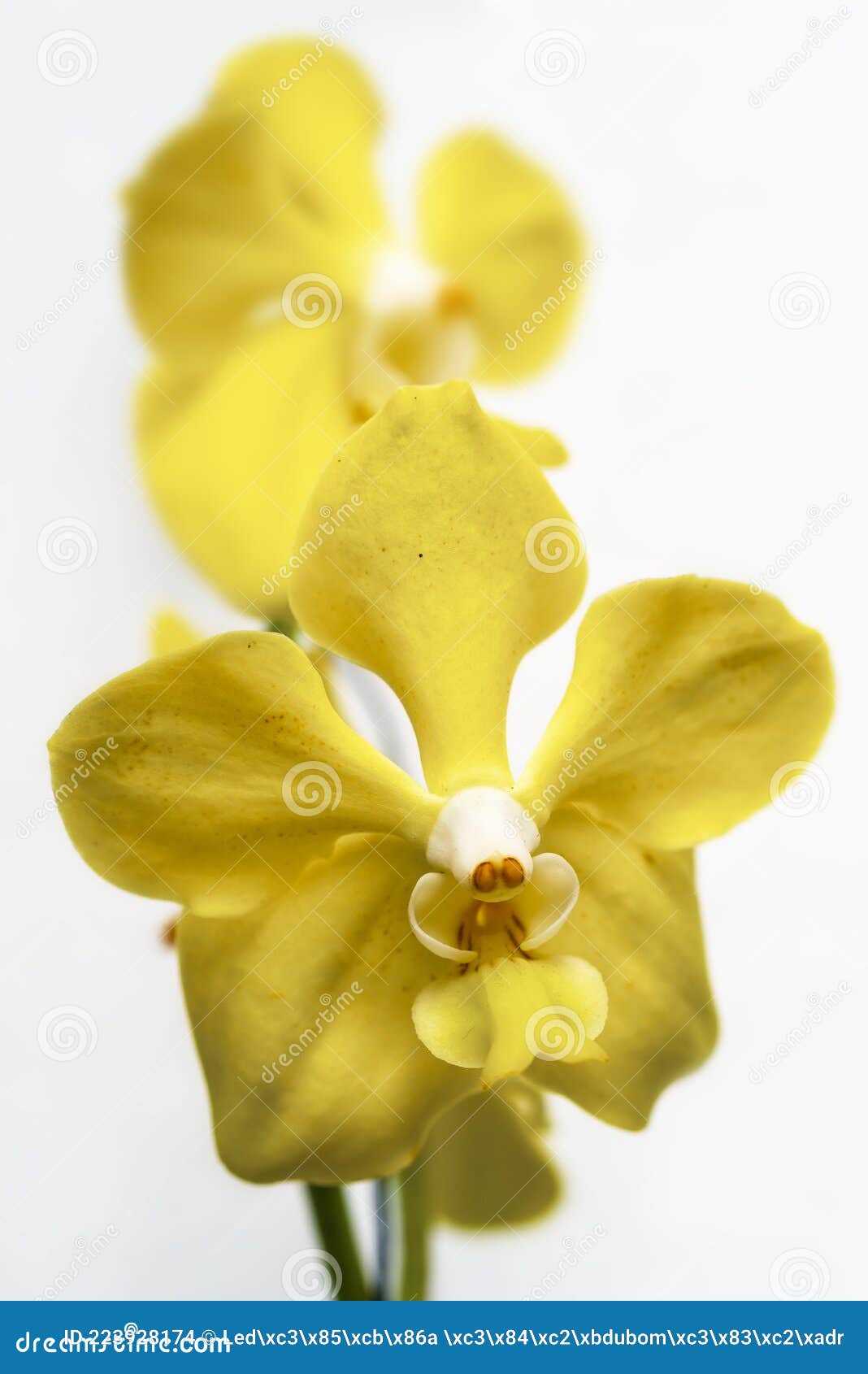 Orquídeas Amarelas Sobre Fundo Branco Foto de Stock - Imagem de alimento,  roxo: 223928174