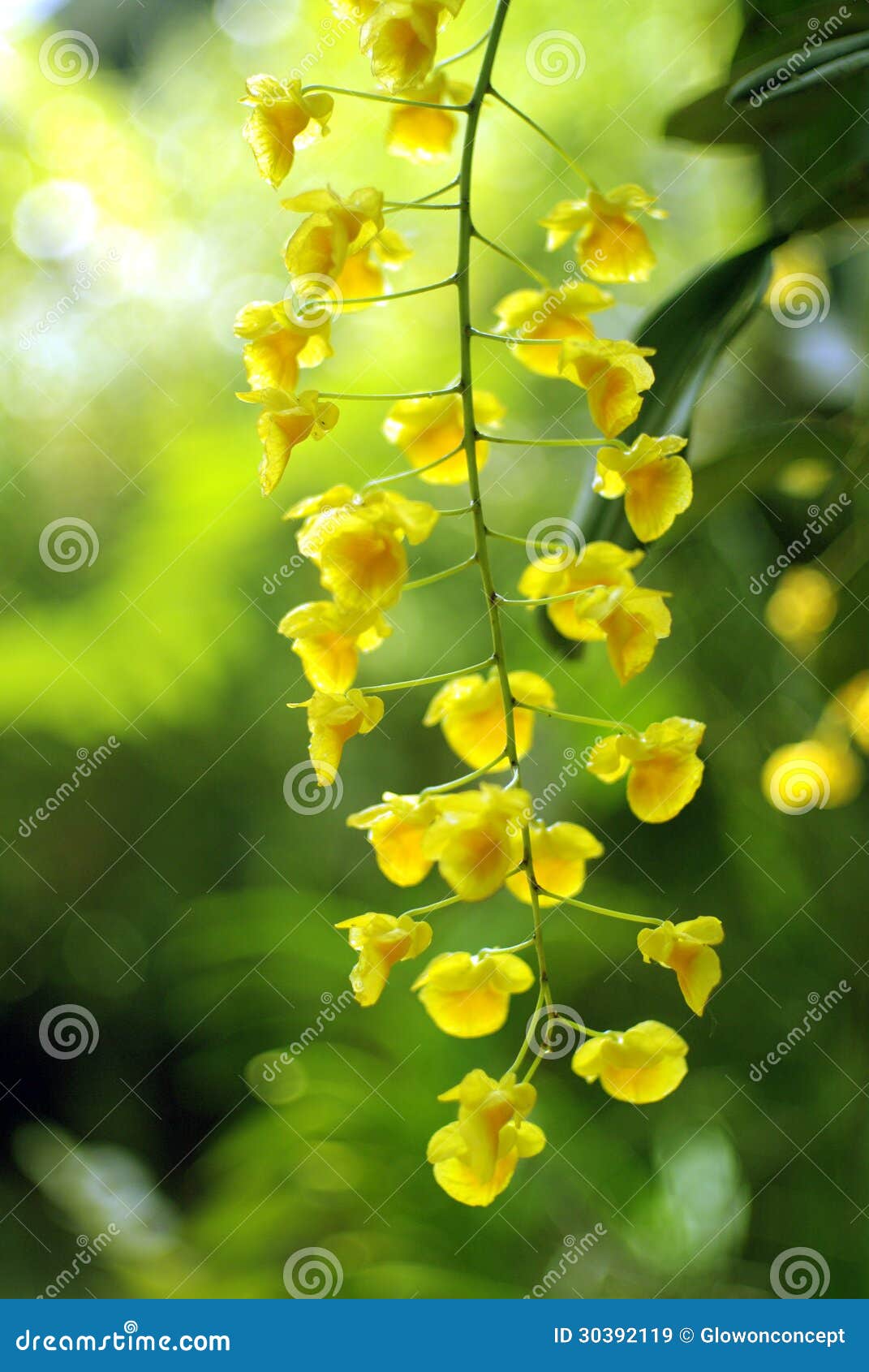 Orquídeas Amarillas En Fondo Verde Imagen de archivo - Imagen de colorido,  verde: 30392119