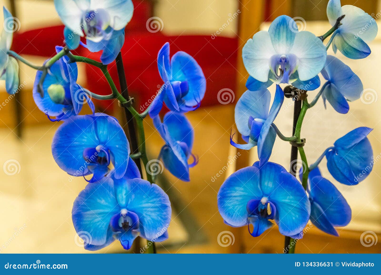 Orquídeas azules imagen de archivo. Imagen de decorativo - 134336631