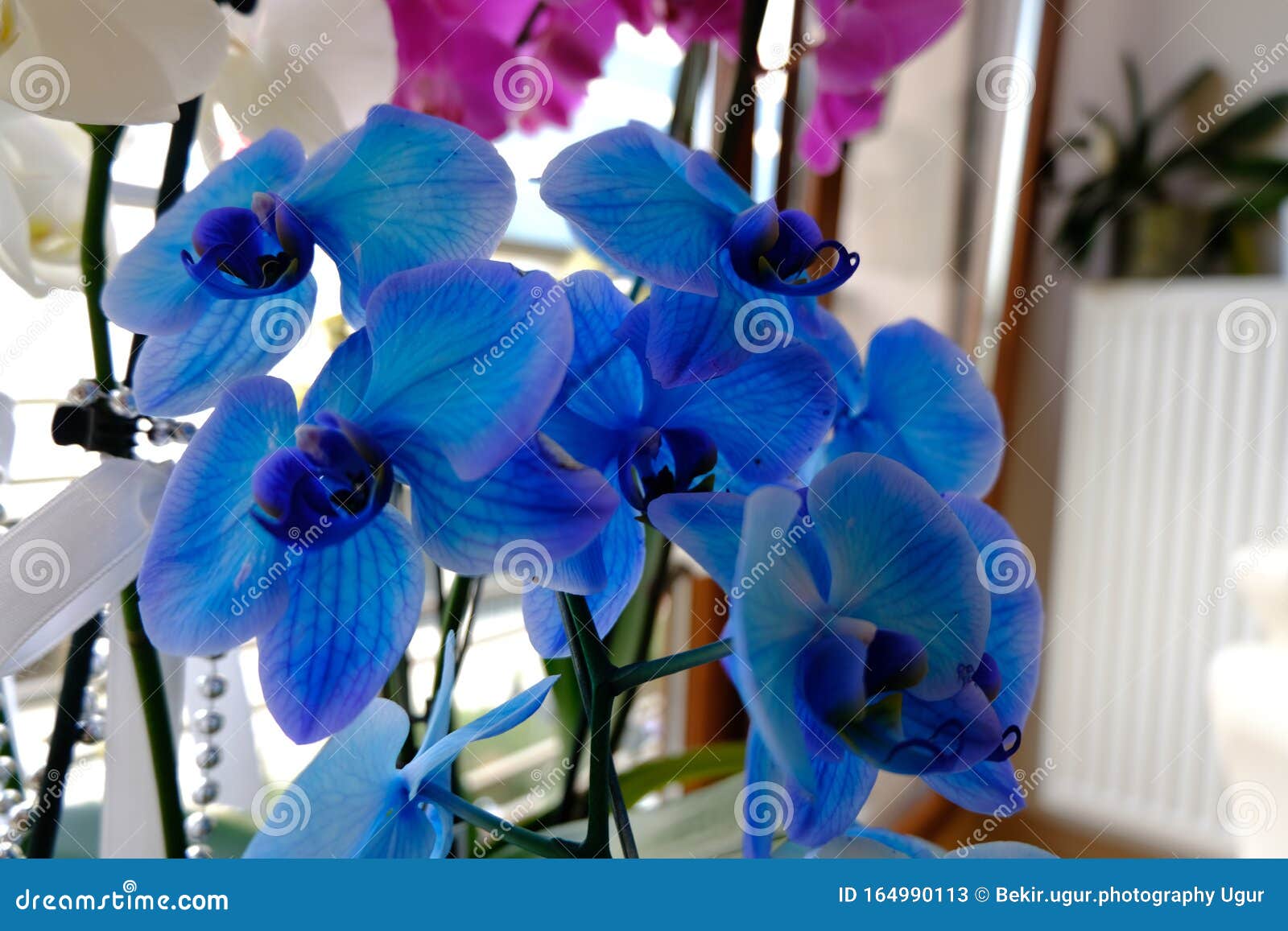 Orquídeas Azules Y Blancas Y Otras Plantas De La Tienda Del Jardín Varias  Orquídeas a La Venta En La Tienda Imagen de archivo - Imagen de flores,  agricultura: 164990113