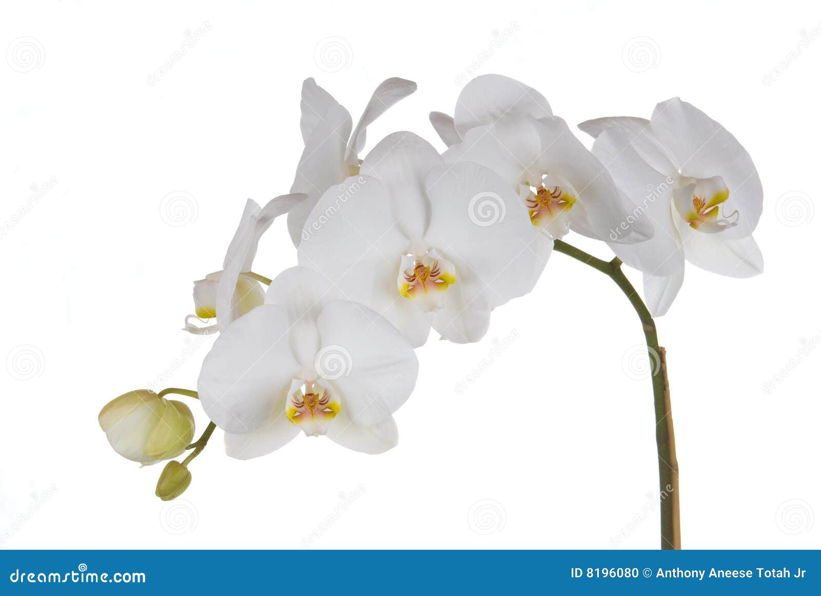 Orquídeas blancas foto de archivo. Imagen de pétalo, flores - 8196080