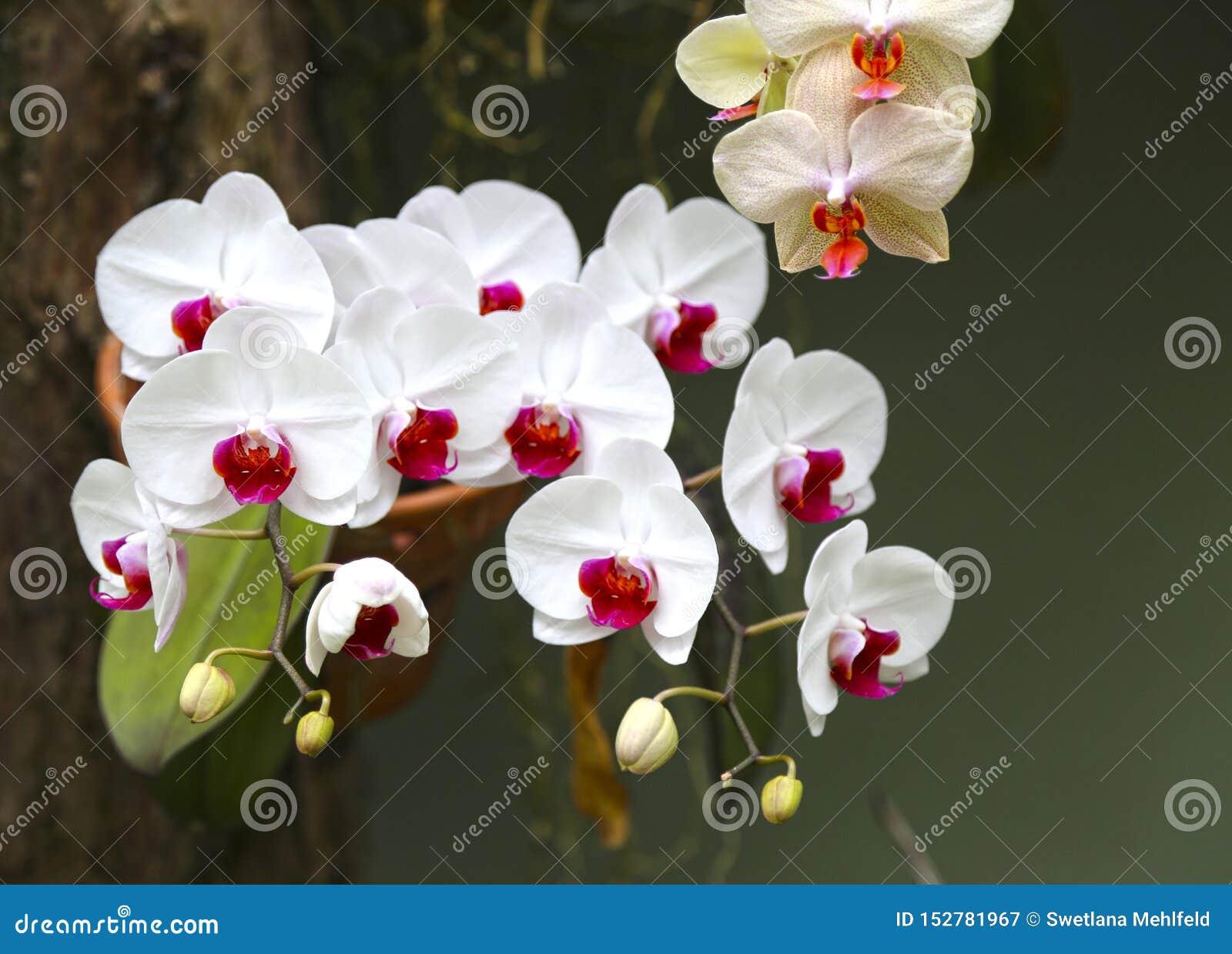 Orquídeas Blancas Del Phalaenopsis Con Un Centro Rosado Imagen de archivo -  Imagen de rosa, plantas: 152781967