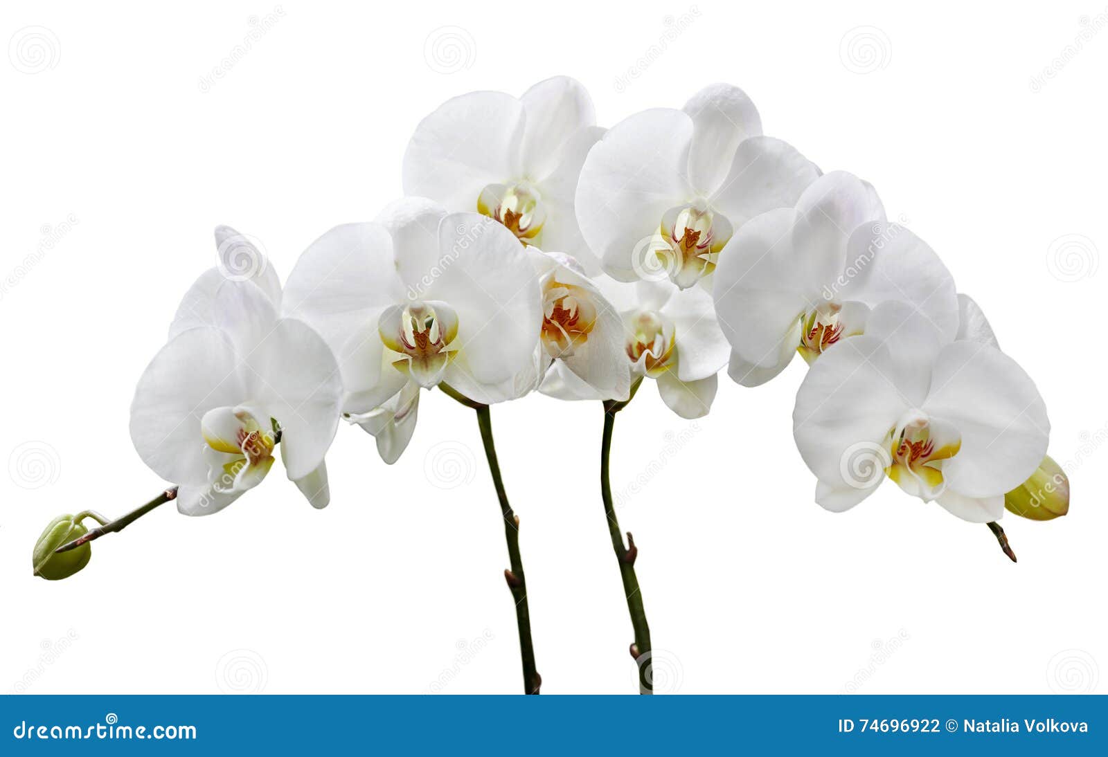 Orquídeas Blancas En Un Fondo Blanco Foto de archivo - Imagen de cubo,  tropical: 74696922