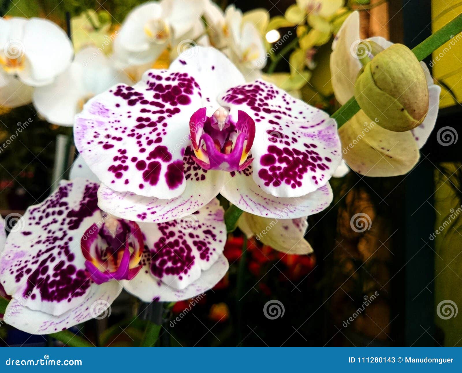Orquídeas Brancas E Cor-de-rosa Bonitas Imagem de Stock - Imagem de nave,  flor: 111280143