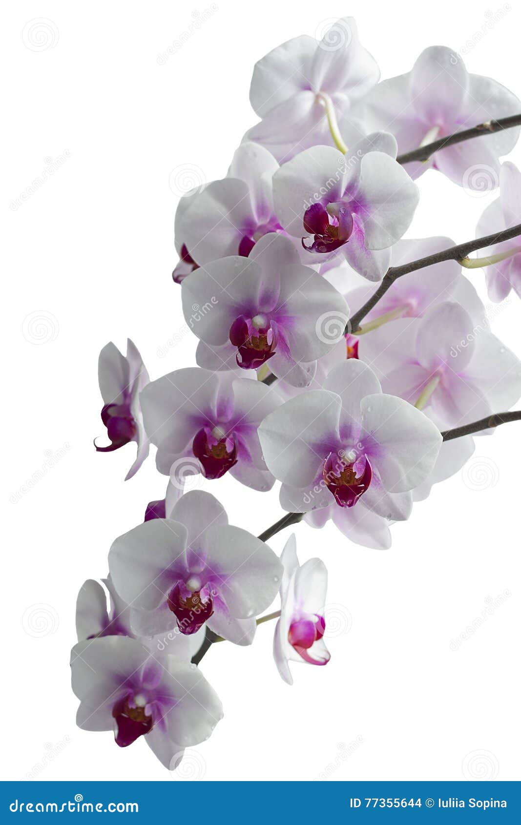 Orquídeas Color De Rosa Y Blancas Hermosas Foto de archivo - Imagen de  aislado, rosa: 77355644