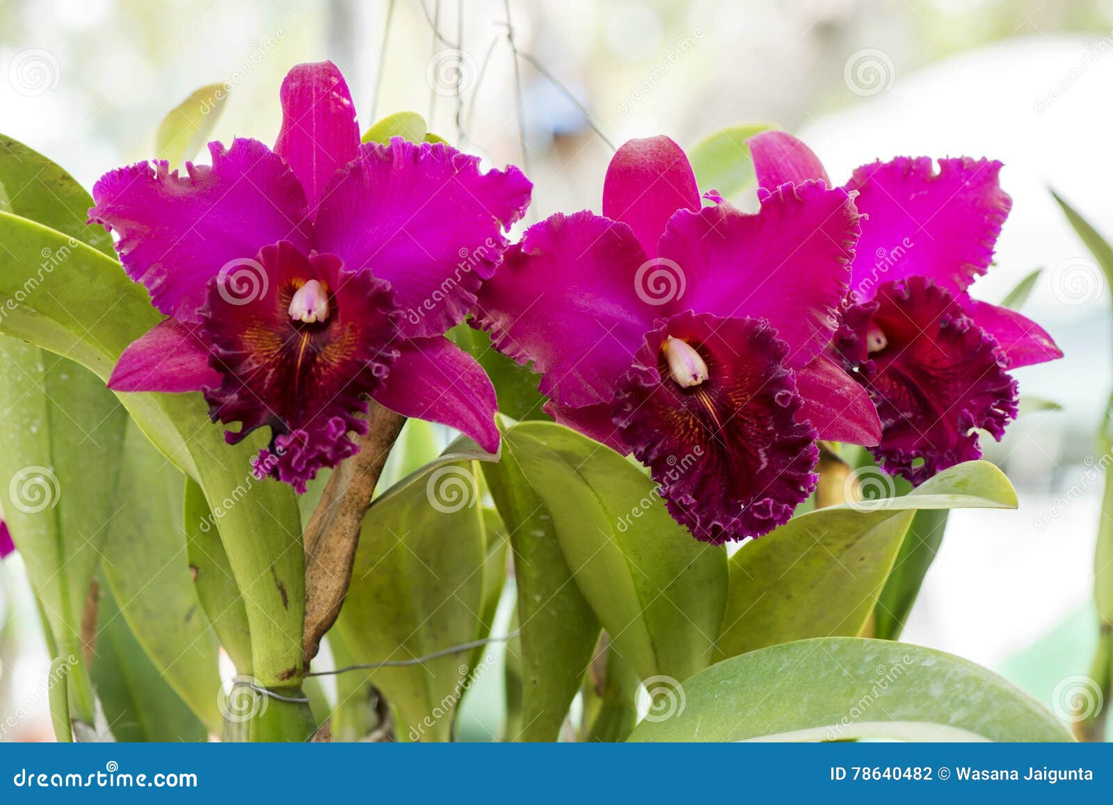 Orquídeas Cor-de-rosa De Cattleya No Fundo Natural Do Jardim Foto de Stock  - Imagem de buquê, pétala: 78640482