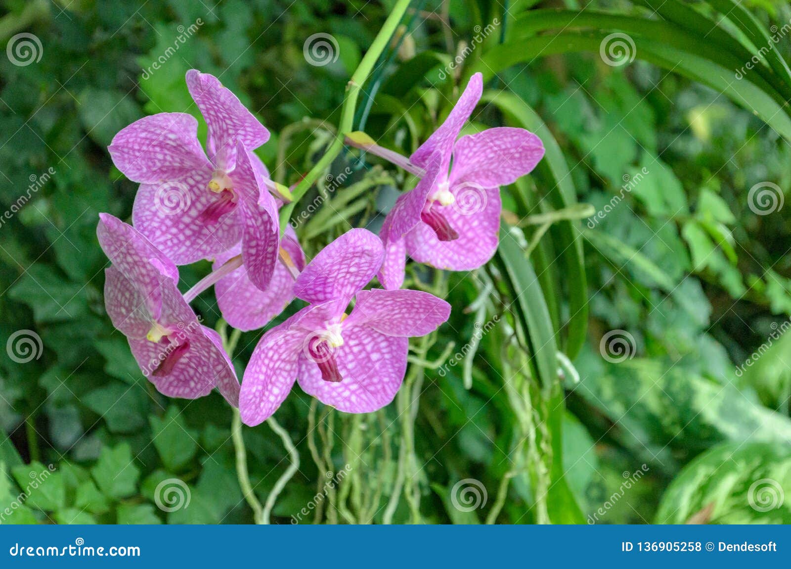 Orquídeas Das Filipinas As Orquídeas Delicadas, Pálidas, Azuis, Lilás  Floresceram a Inflorescência Bonita Mesma, Diversas Flores Foto de Stock -  Imagem de folha, planta: 136905258
