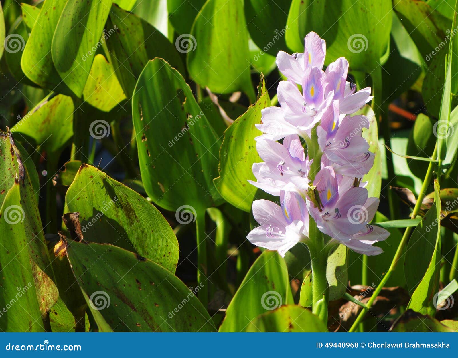 Orquídeas de agua foto de archivo. Imagen de asia, planta - 49440968