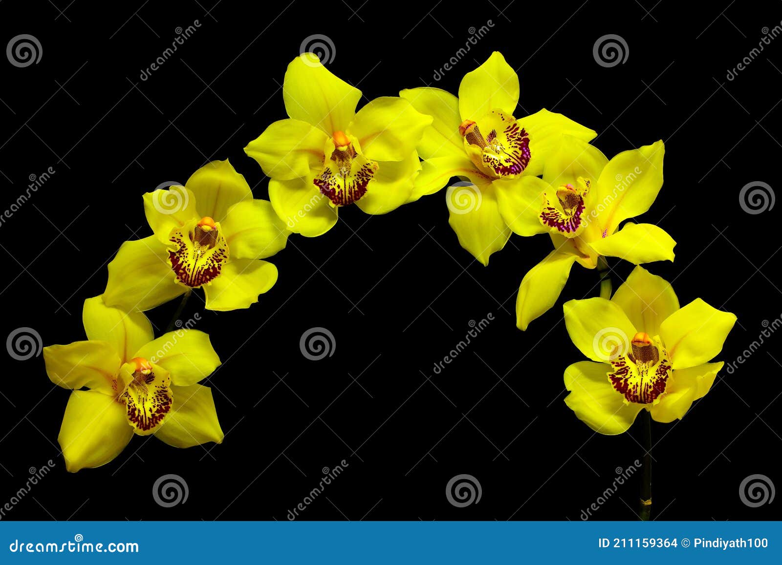 Orquídeas De Cymbidium Amarillo Brillante Sobre Fondo Oscuro Foto de  archivo - Imagen de resorte, brillante: 211159364