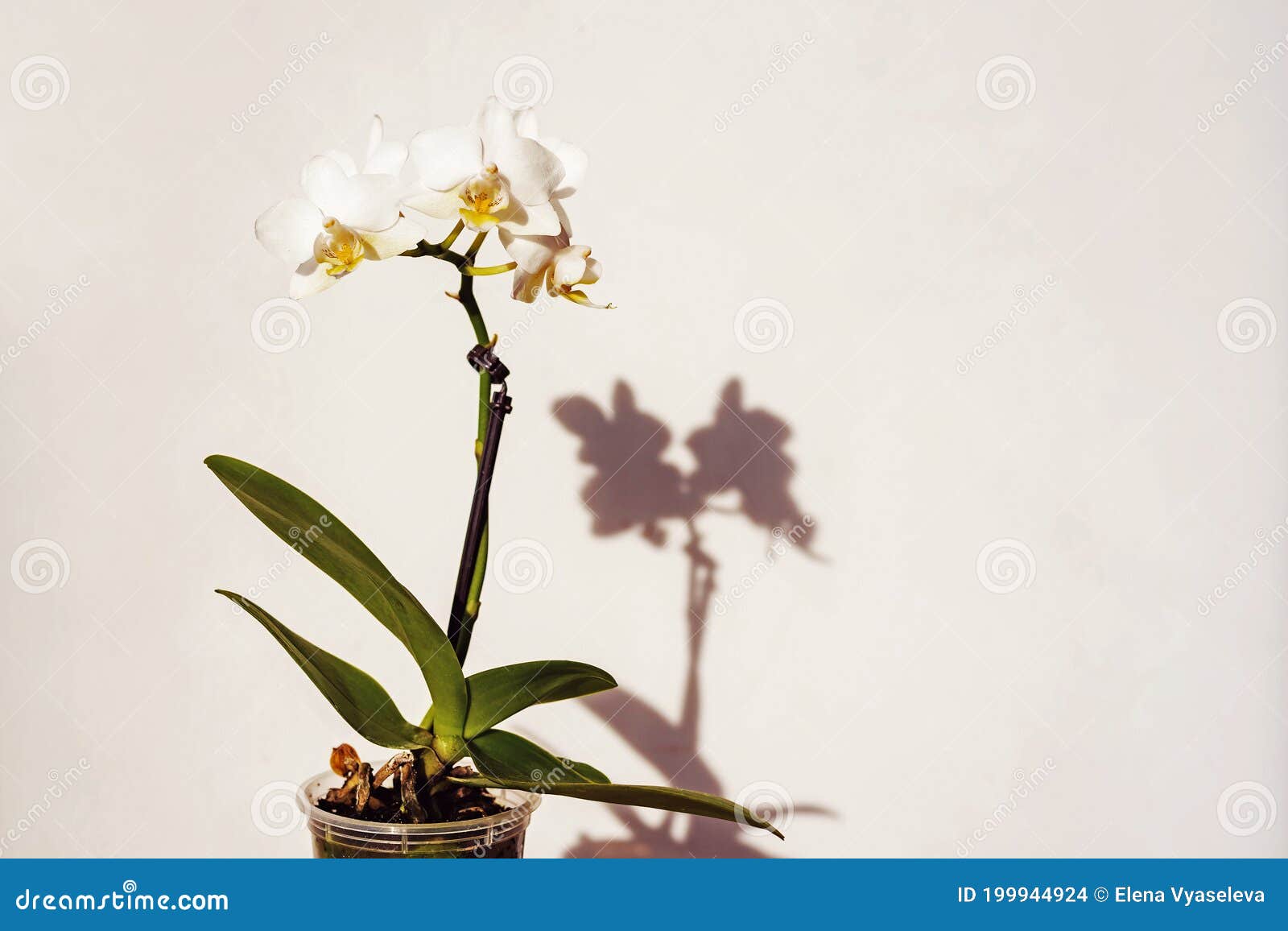 Orquídeas De Plantas Domésticas Em Vasos, Flores E Sombras De Vaso Foto de  Stock - Imagem de projeto, floral: 199944924