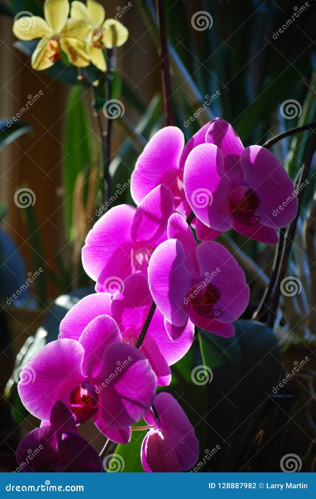 Orquídeas Del Cymbidium, Rosa Púrpura Foto de archivo - Imagen de zafiro,  roca: 128887982