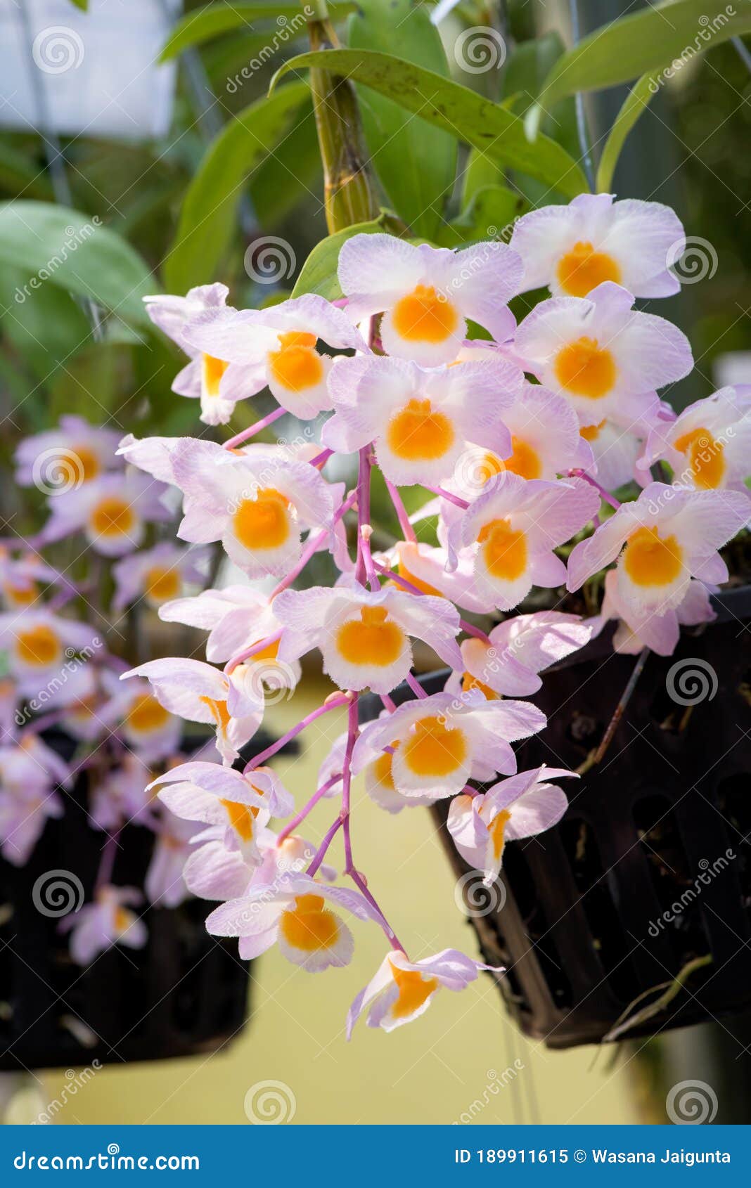 Orquídeas Dendrobium Anosmum En El árbol Y En El Fondo Natural. Imagen de  archivo - Imagen de flor, color: 189911615